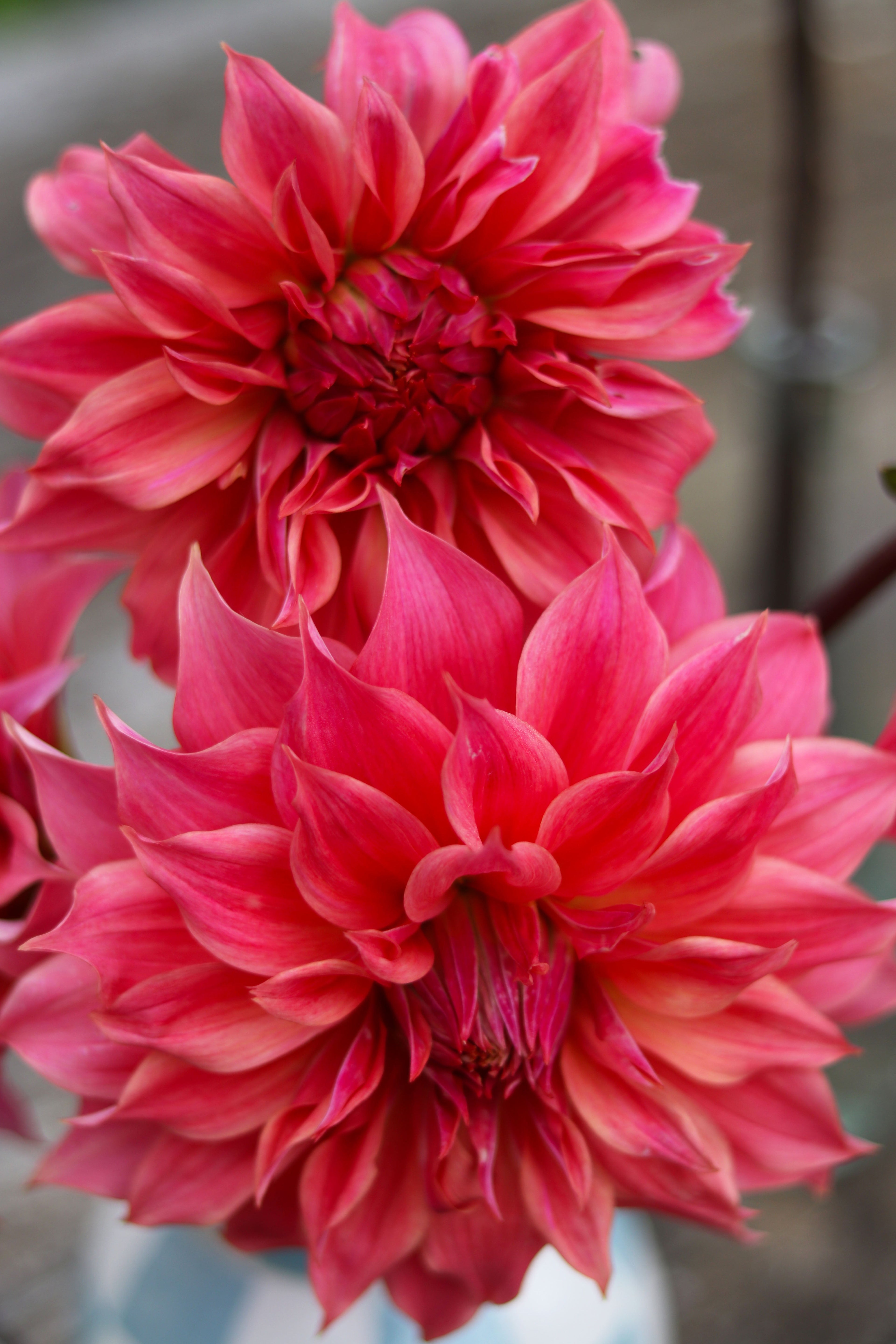 Flower patch tours and workshops