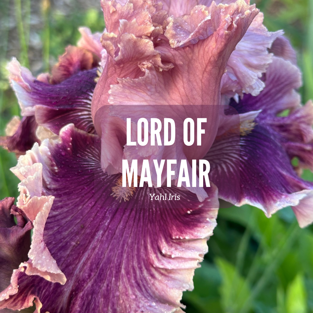 Lord of Mayfair - Tall Bearded Iris