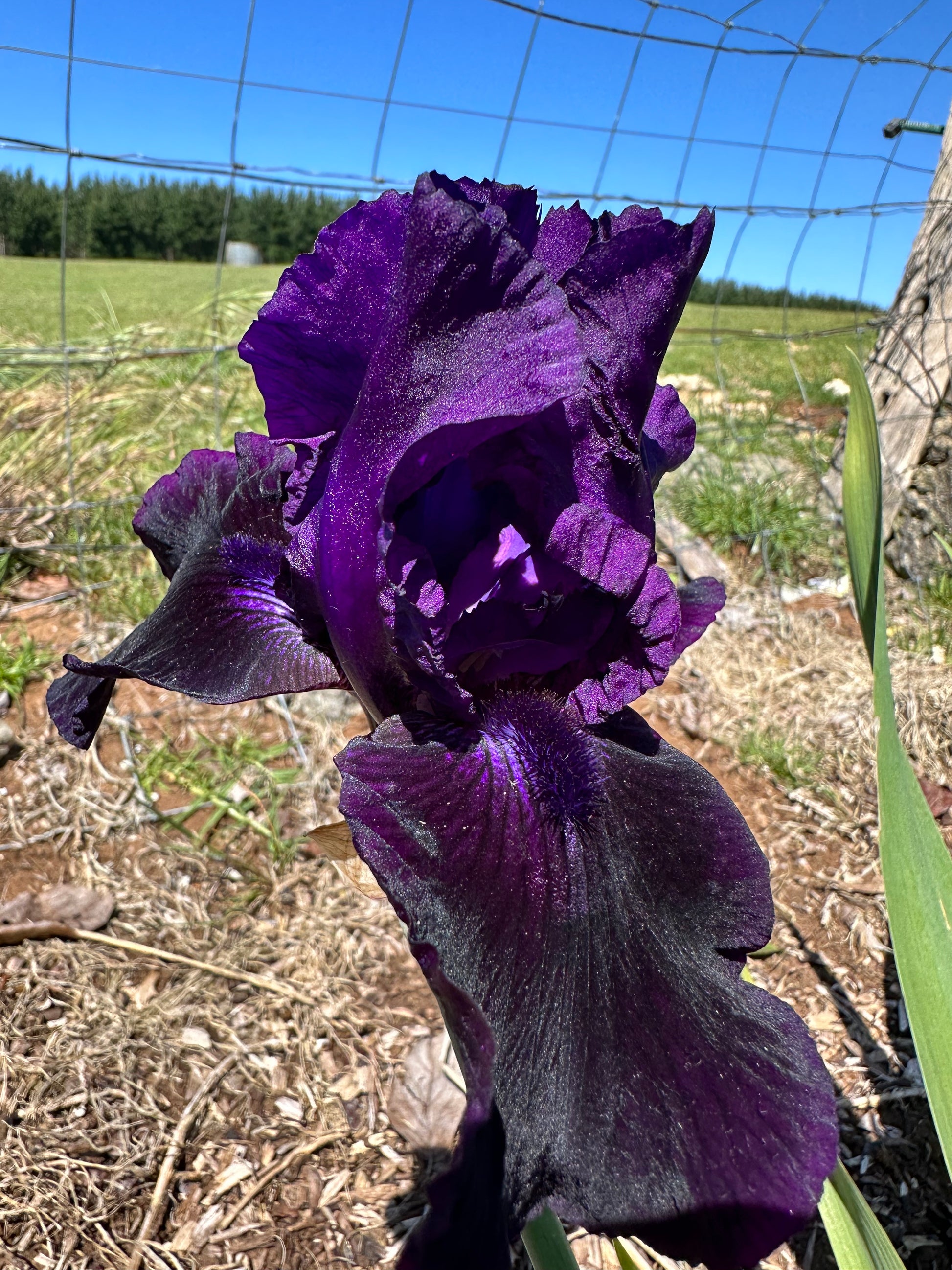 Unknown name 17 - Tall bearded iris