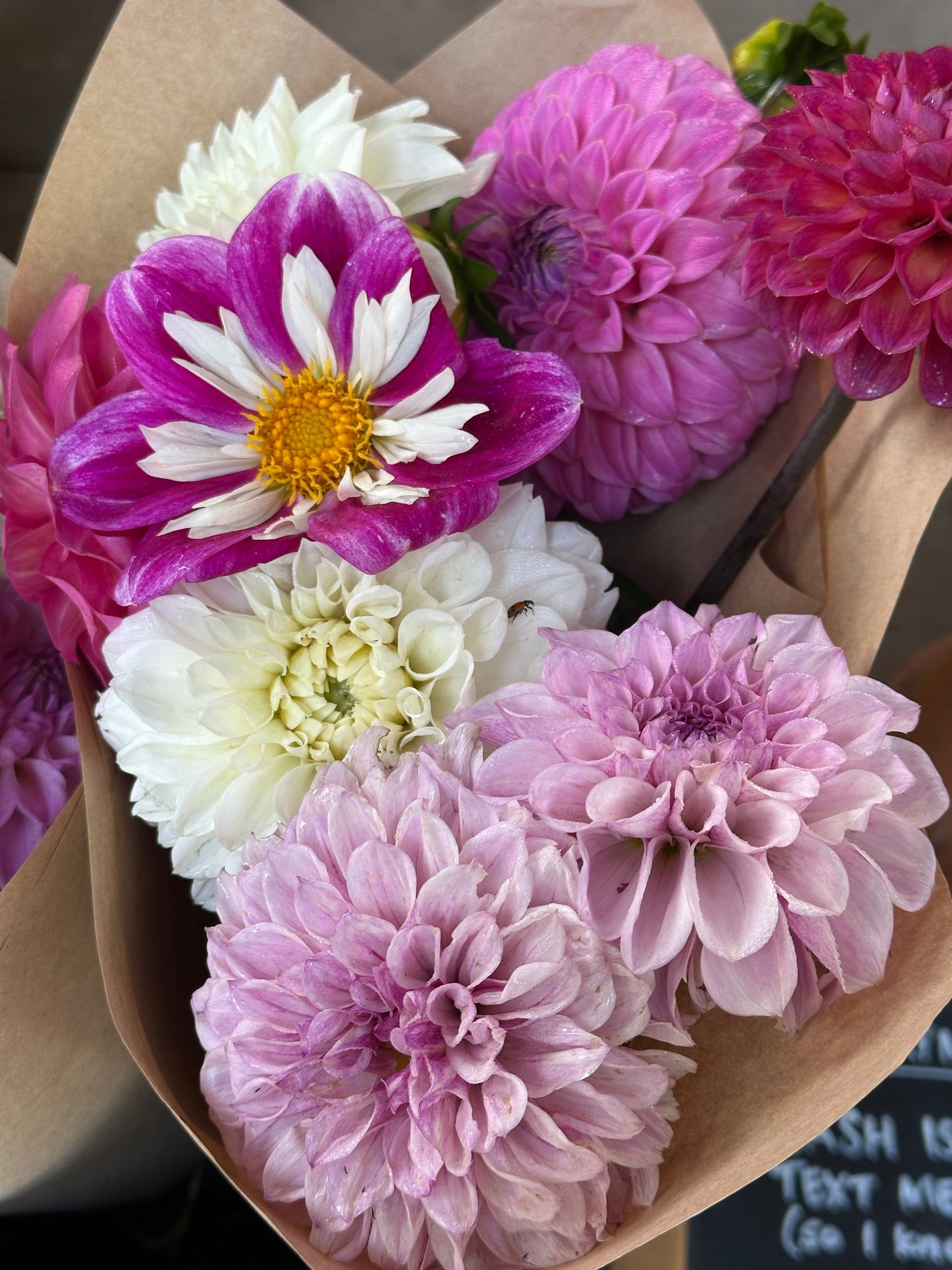 Dahlia 'Aegean Sky' Tuber