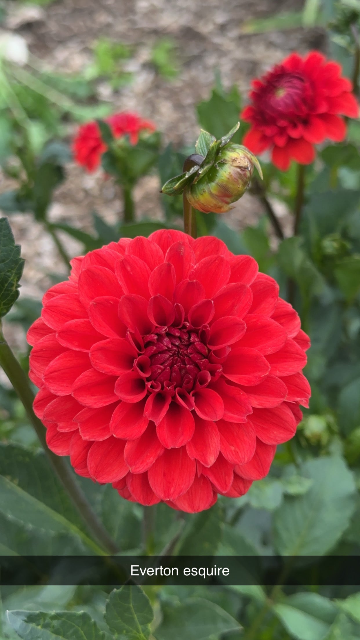 Dahlia 'Everton Esquire' Tuber