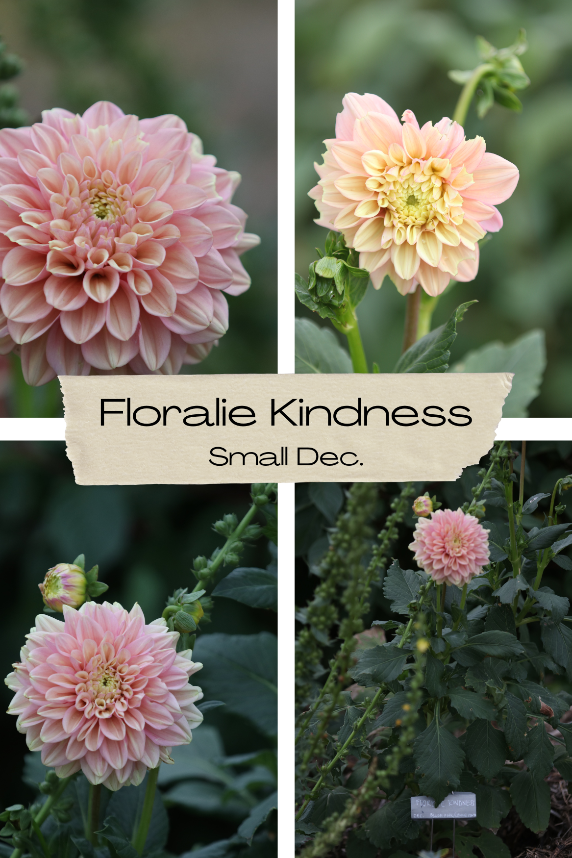 Dahlia 'Floralie Kindness' Tuber