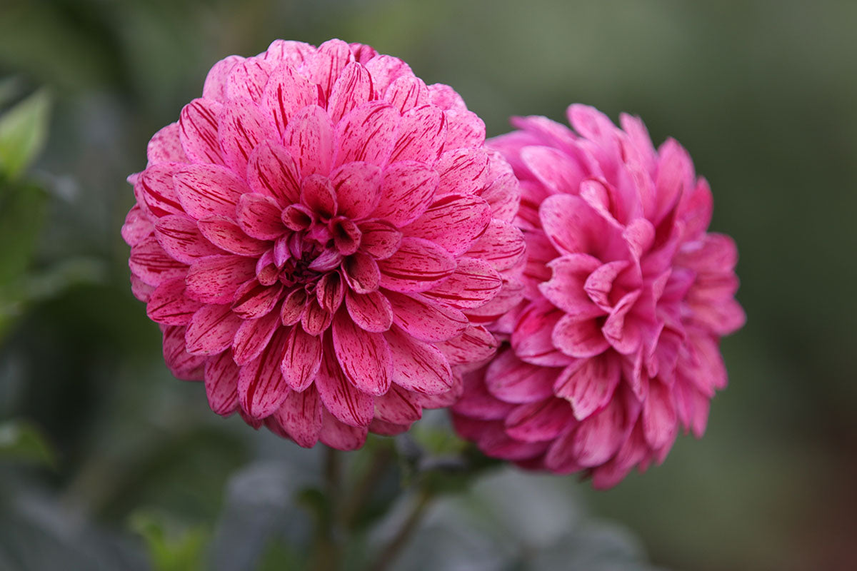 Dahlia 'Floralie Morello' Tuber