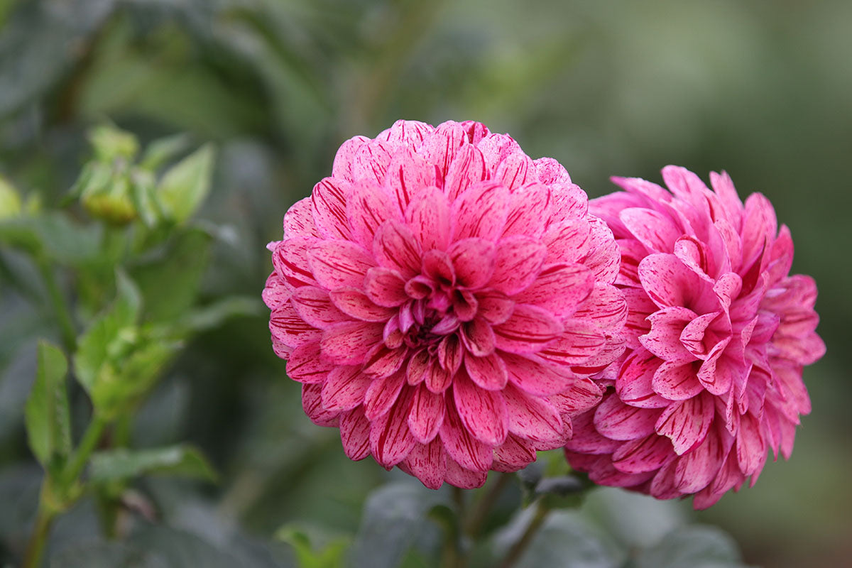 Dahlia 'Floralie Morello' Tuber
