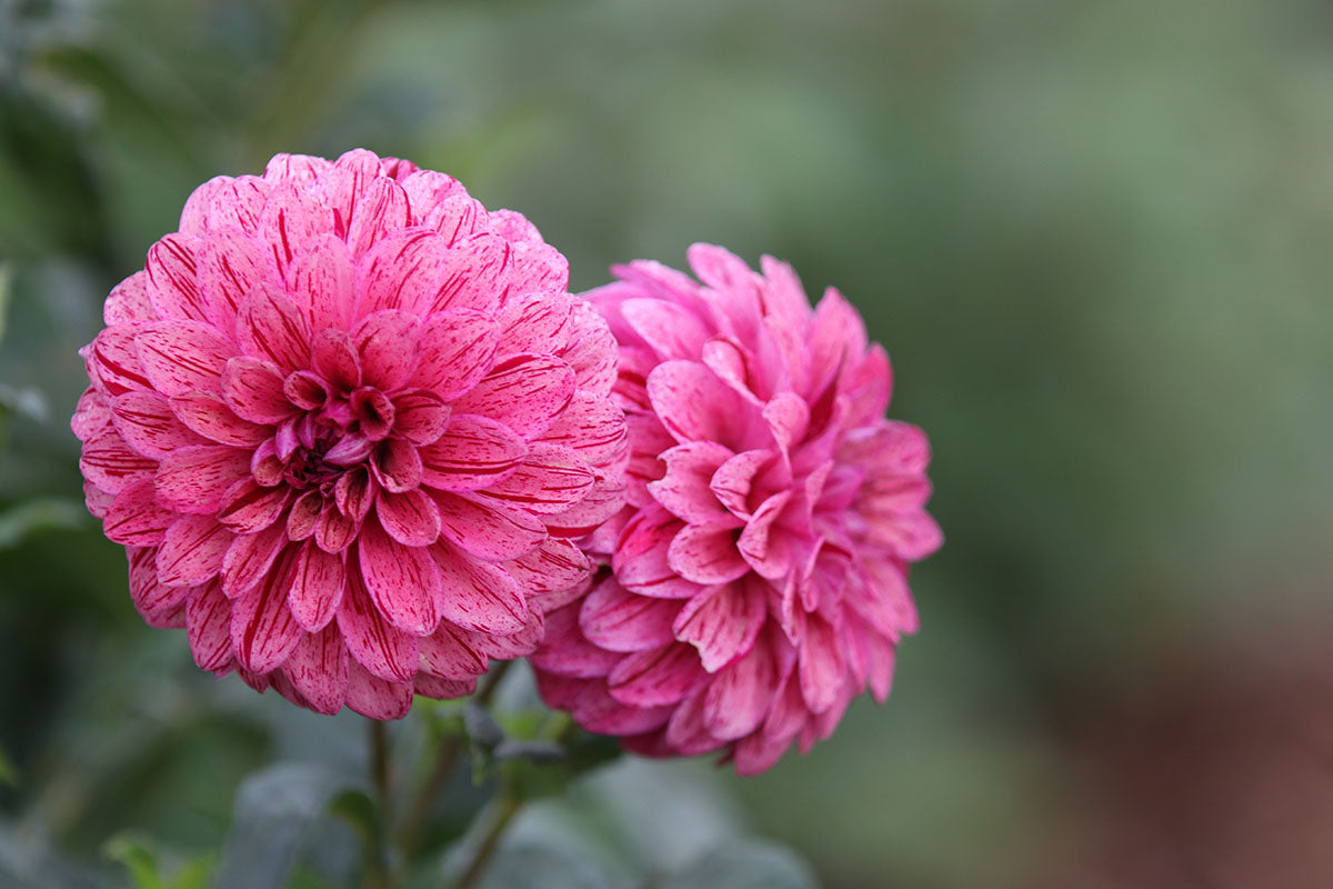 Dahlia 'Floralie Morello' Tuber