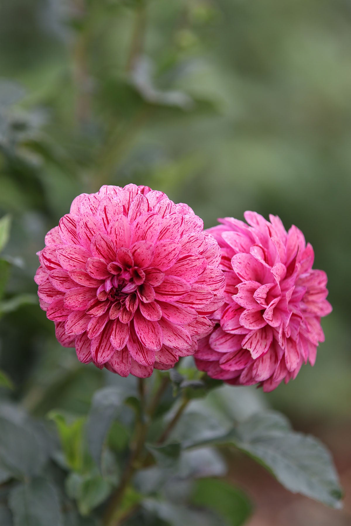 Dahlia 'Floralie Morello' Tuber