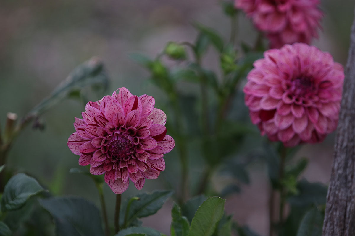 Dahlia 'Floralie Morello' Tuber