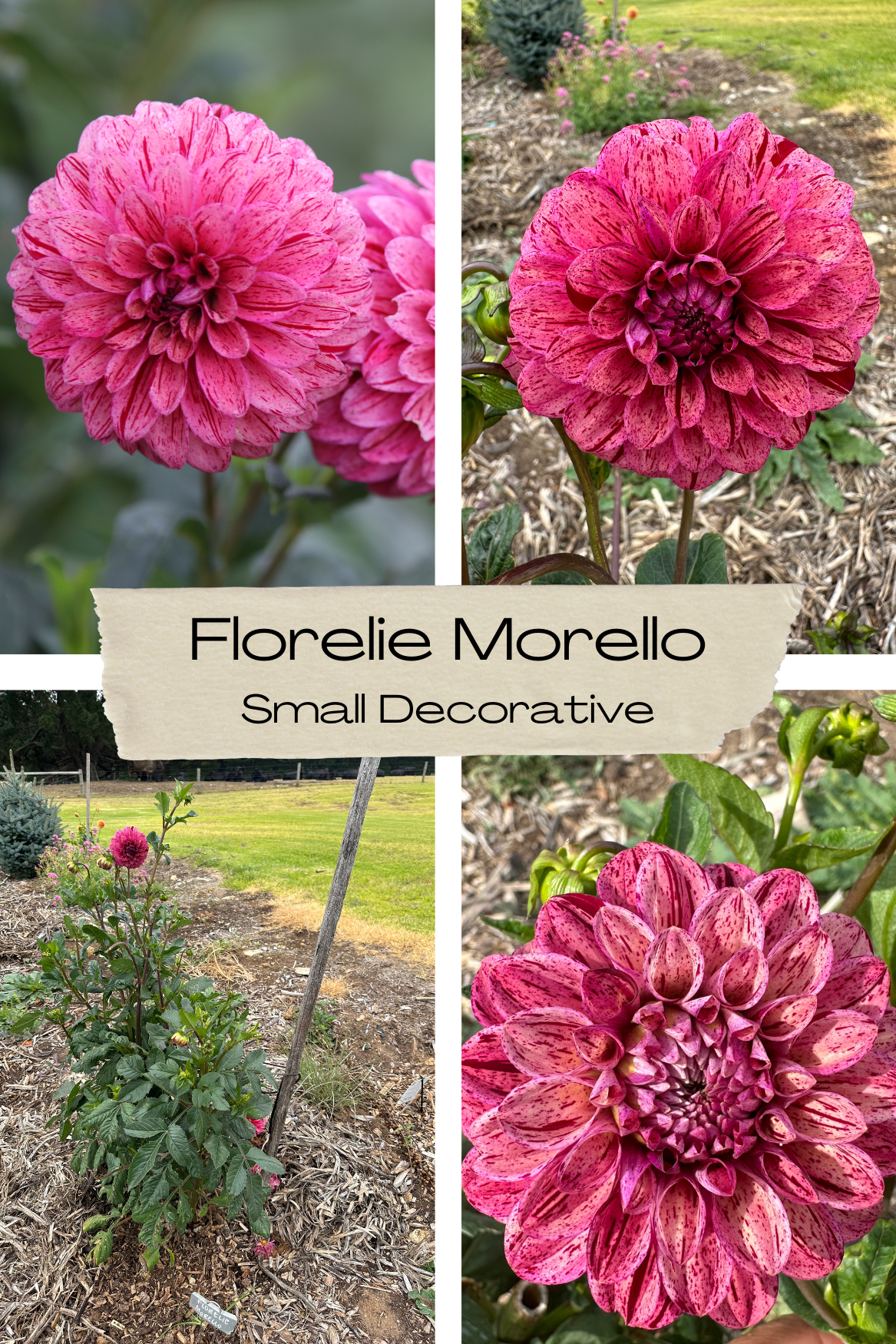 Dahlia 'Floralie Morello' Tuber