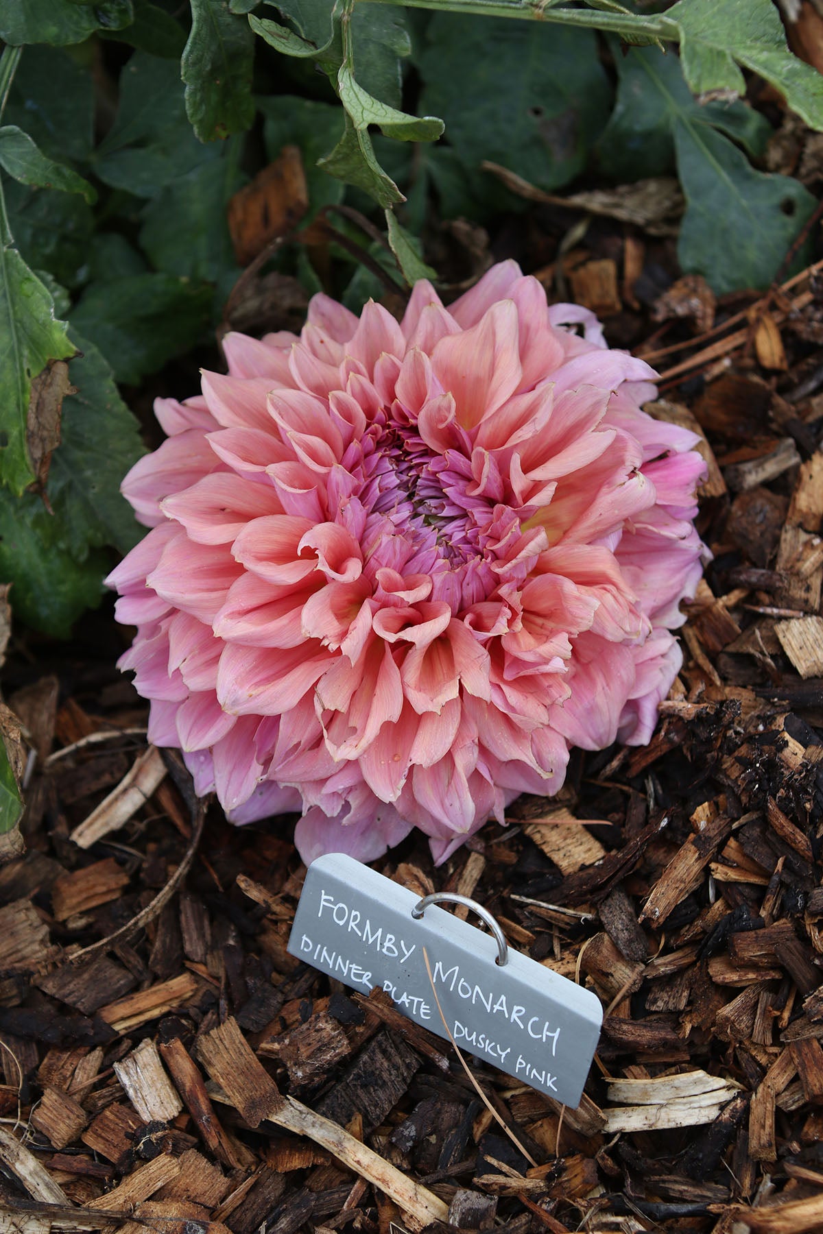 Dahlia 'Formby Monarch' Tuber