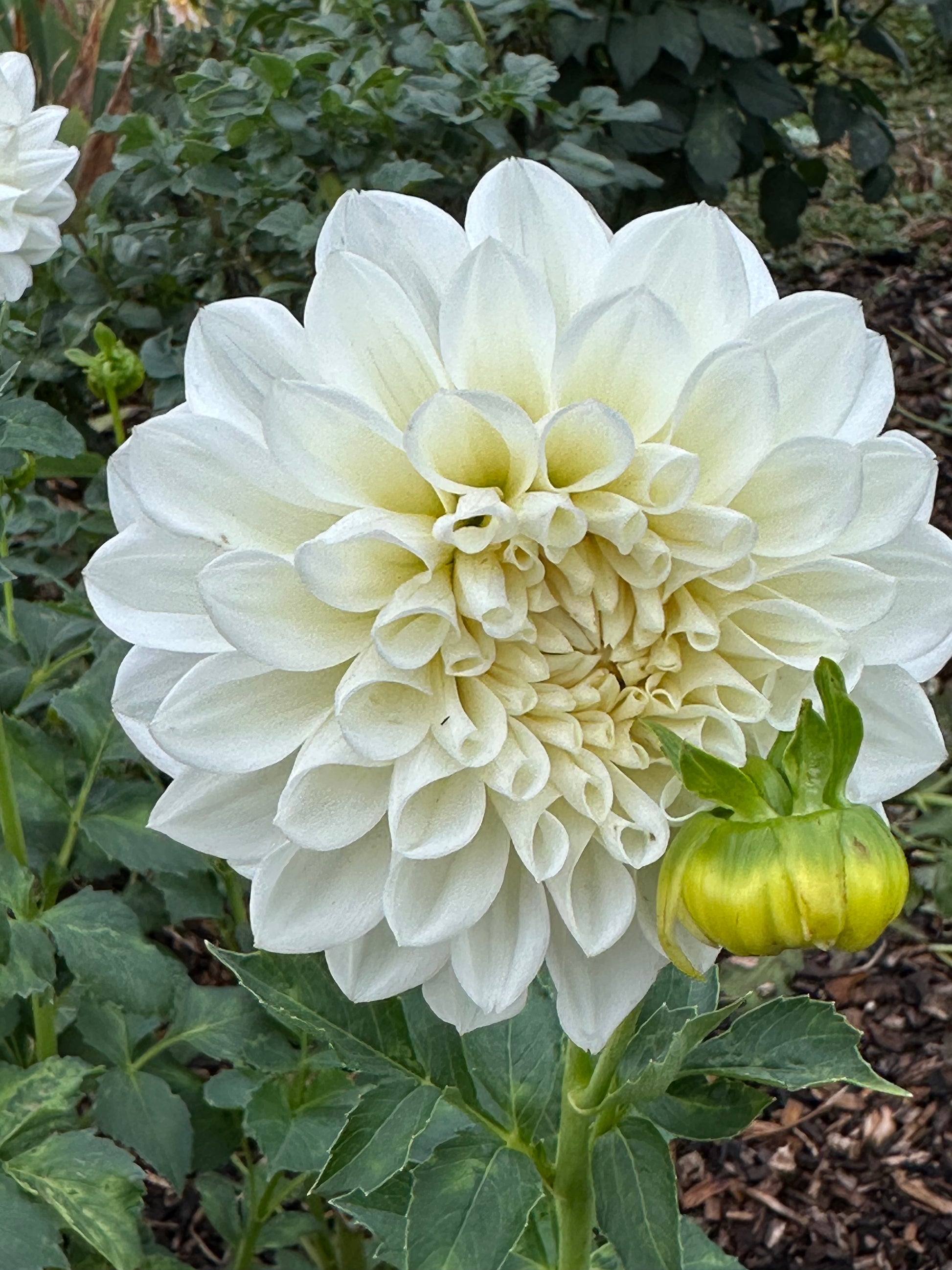 Dahlia 'Goddess' Tuber