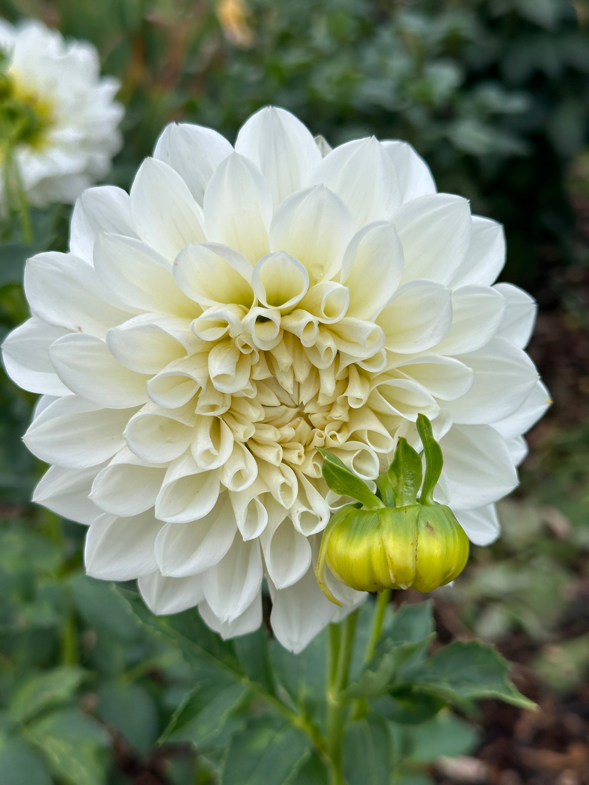 Dahlia 'Goddess' Tuber