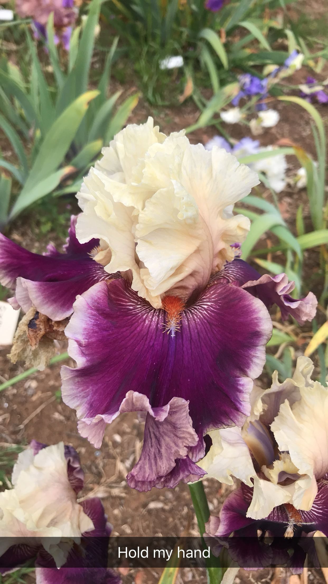 Hold My Hand - Tall bearded iris