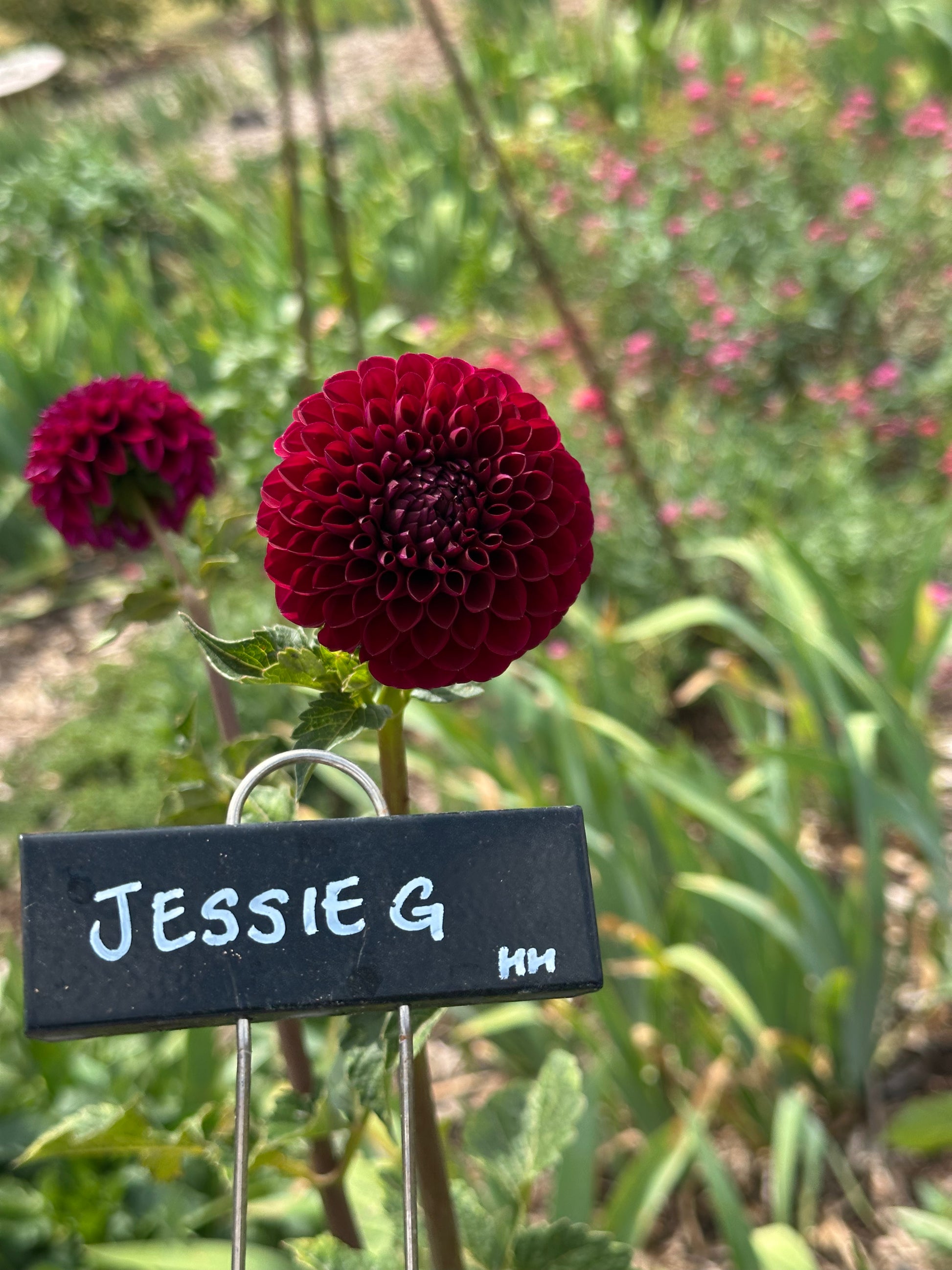 Dahlia 'Jessie G' Tuber