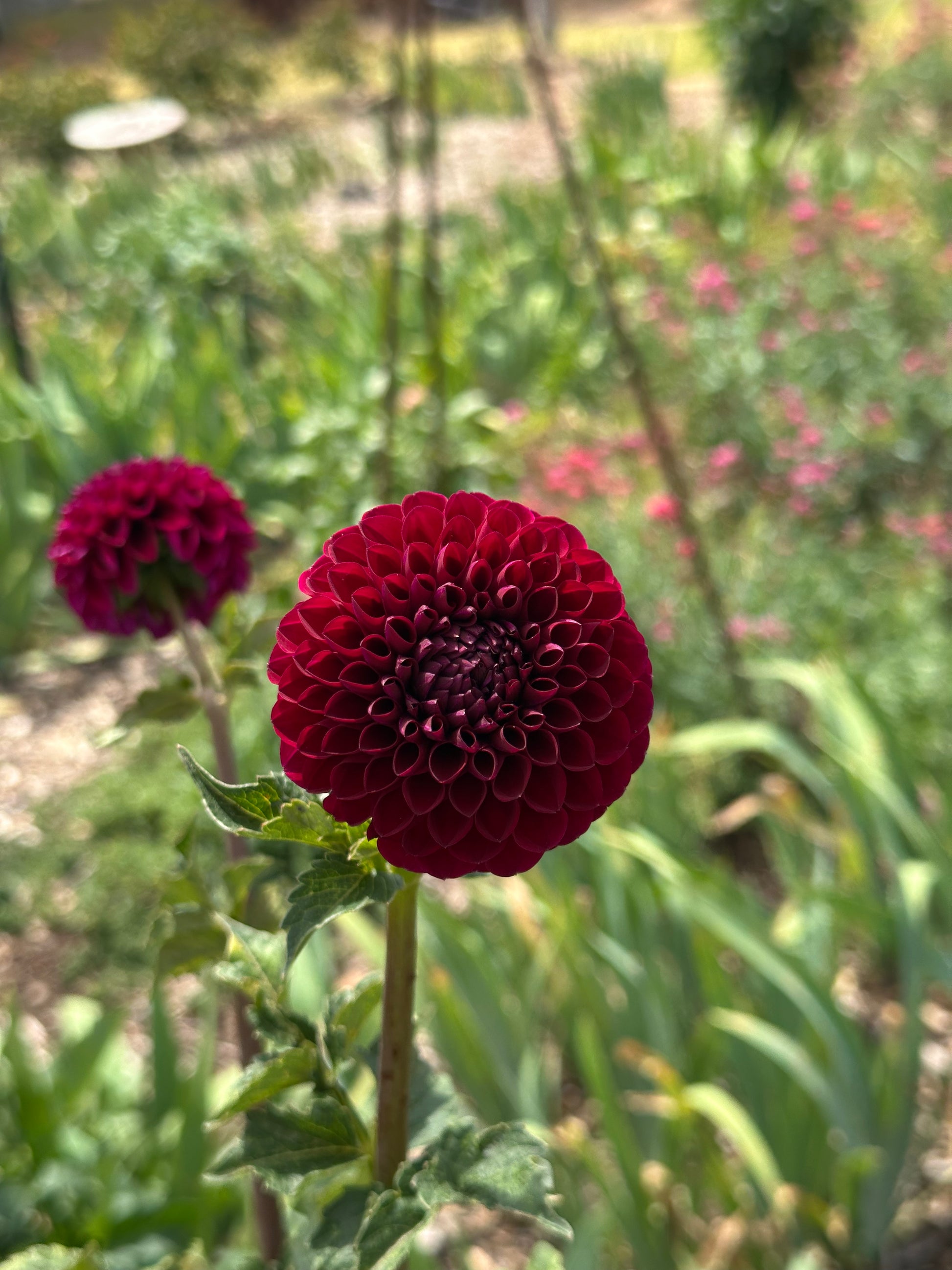 Dahlia 'Jessie G' Tuber