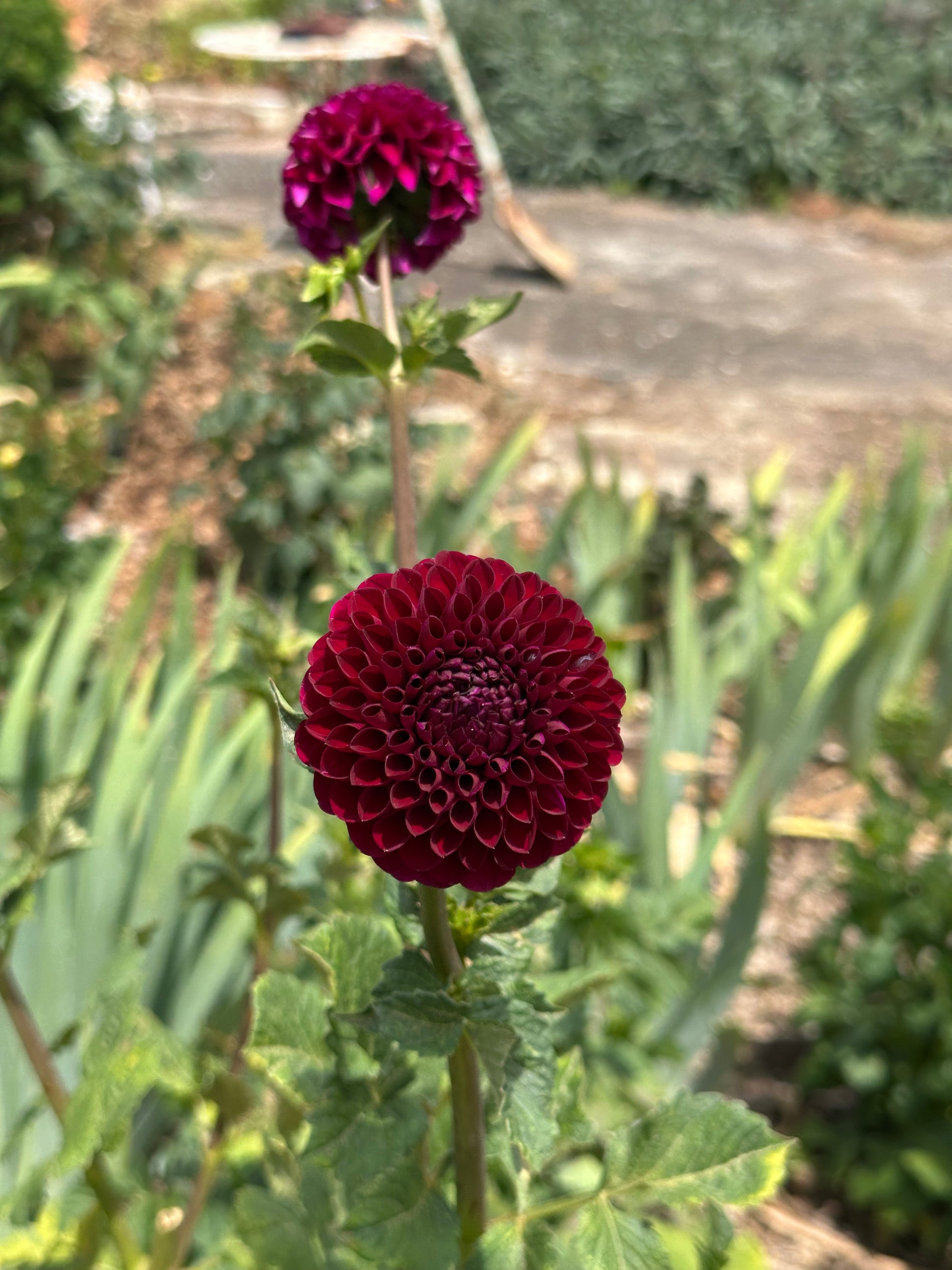 Dahlia 'Jessie G' Tuber