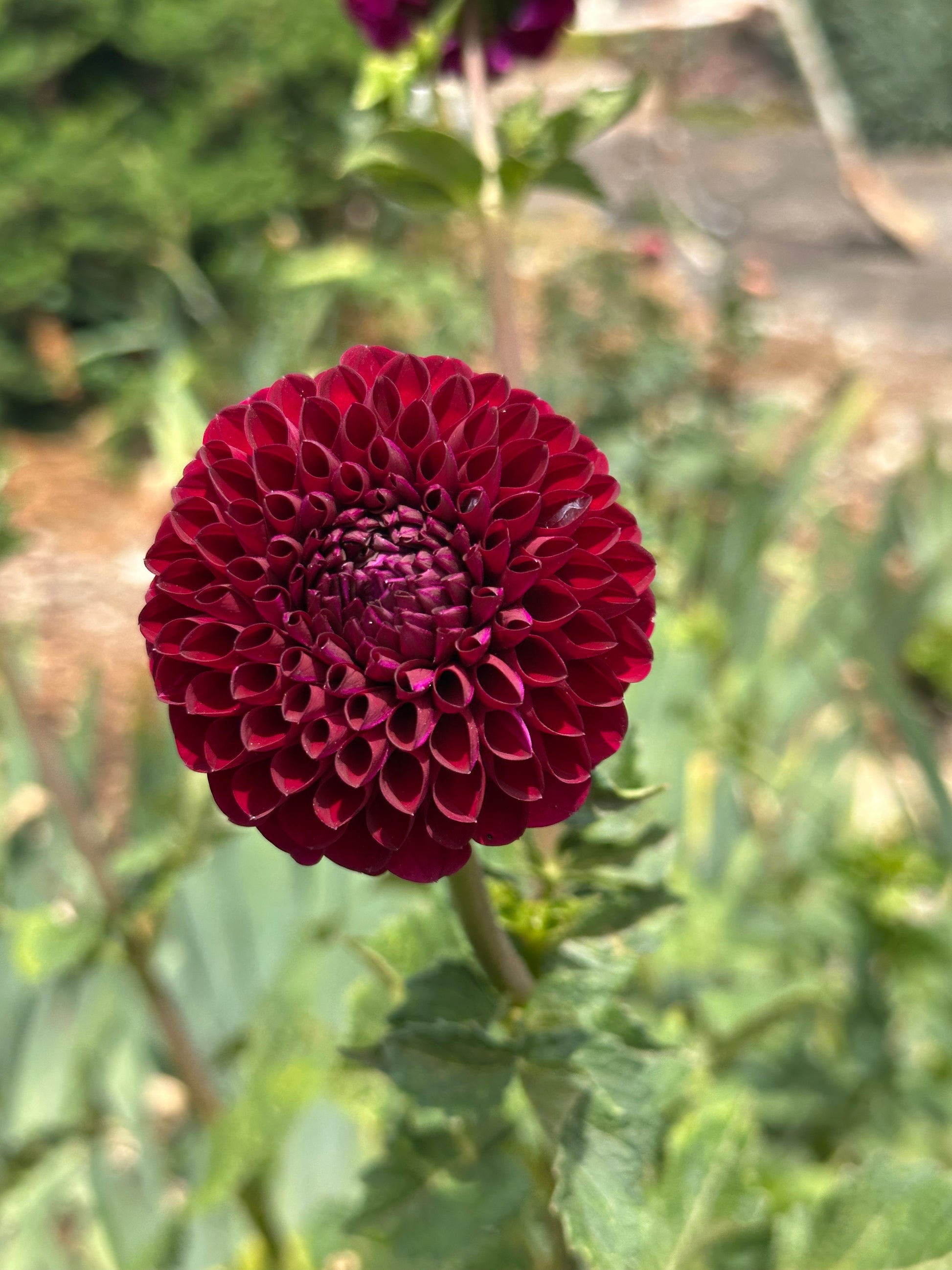 Dahlia 'Jessie G' Tuber