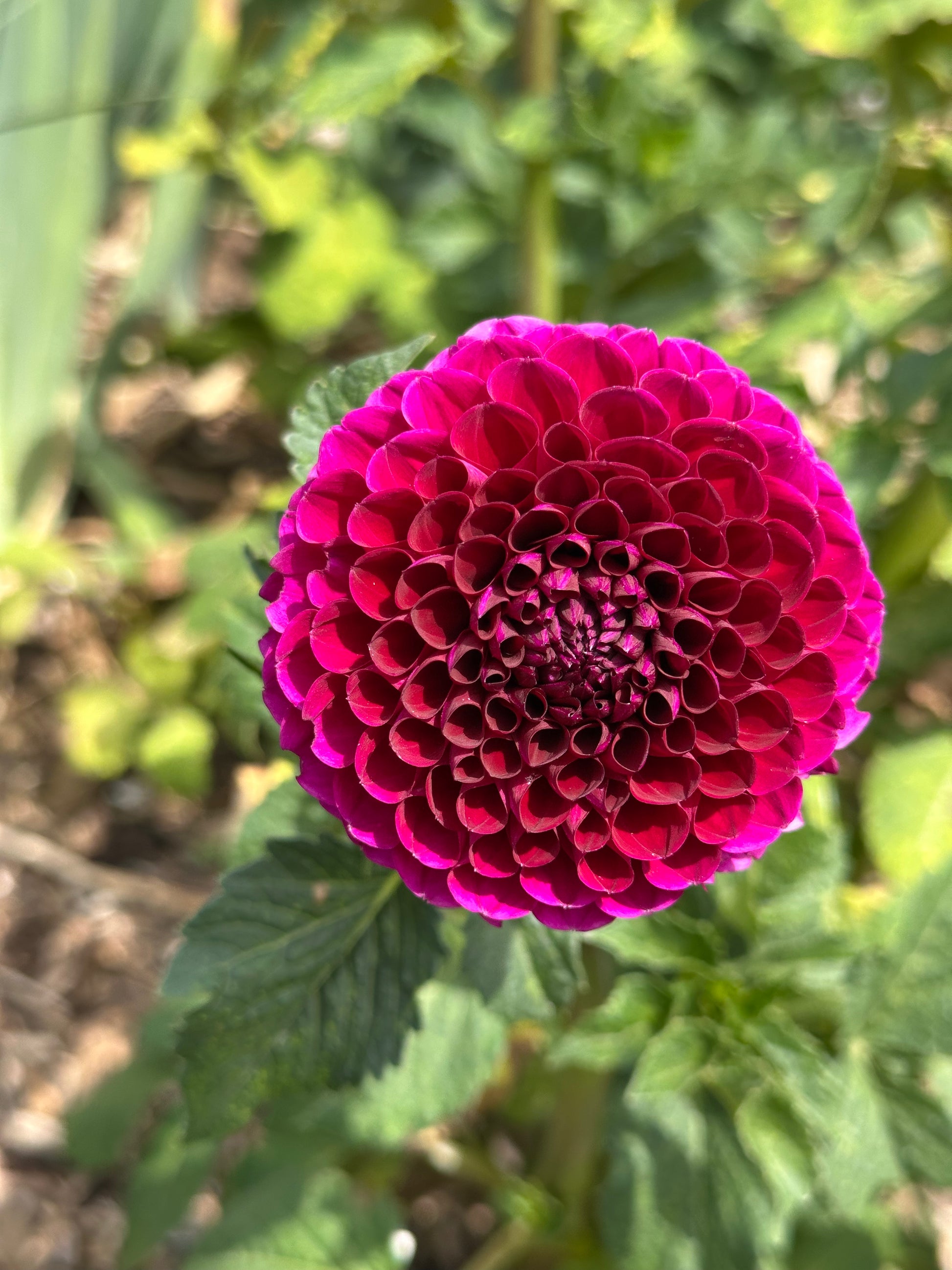 Dahlia 'Jessie G' Tuber