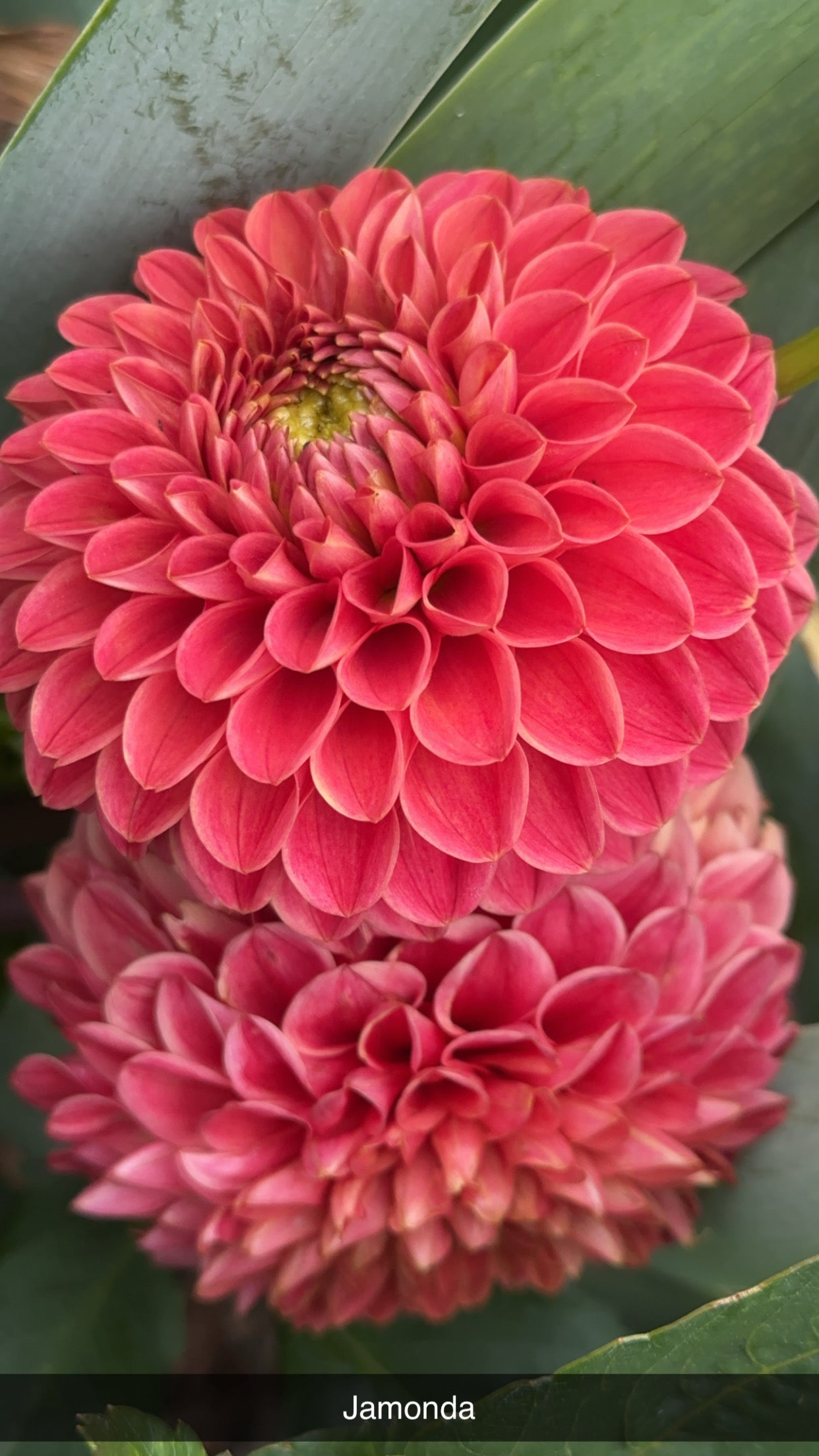 Dahlia 'Jomanda' Tuber