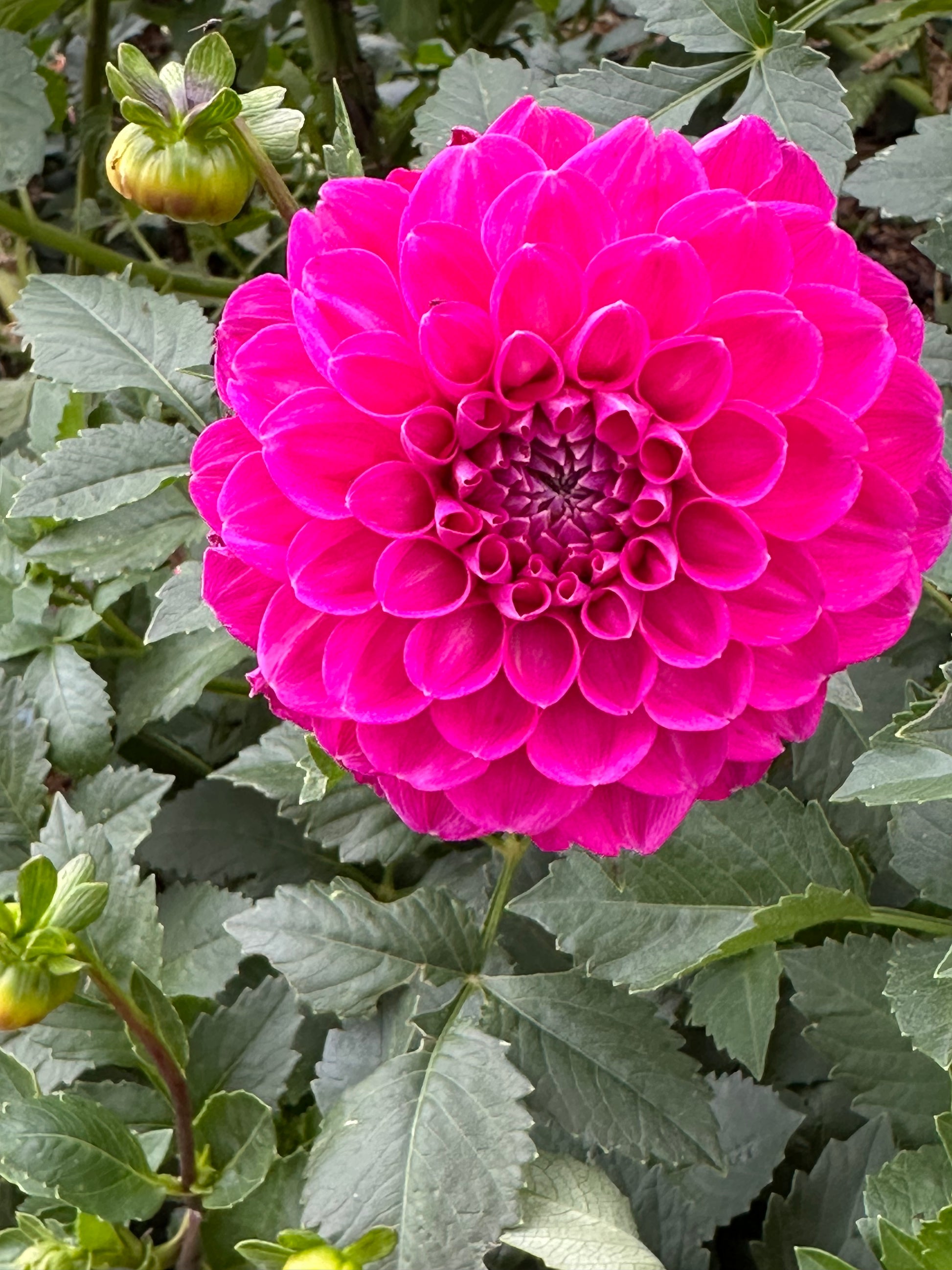 Dahlia 'Marys Jomanda' Tuber