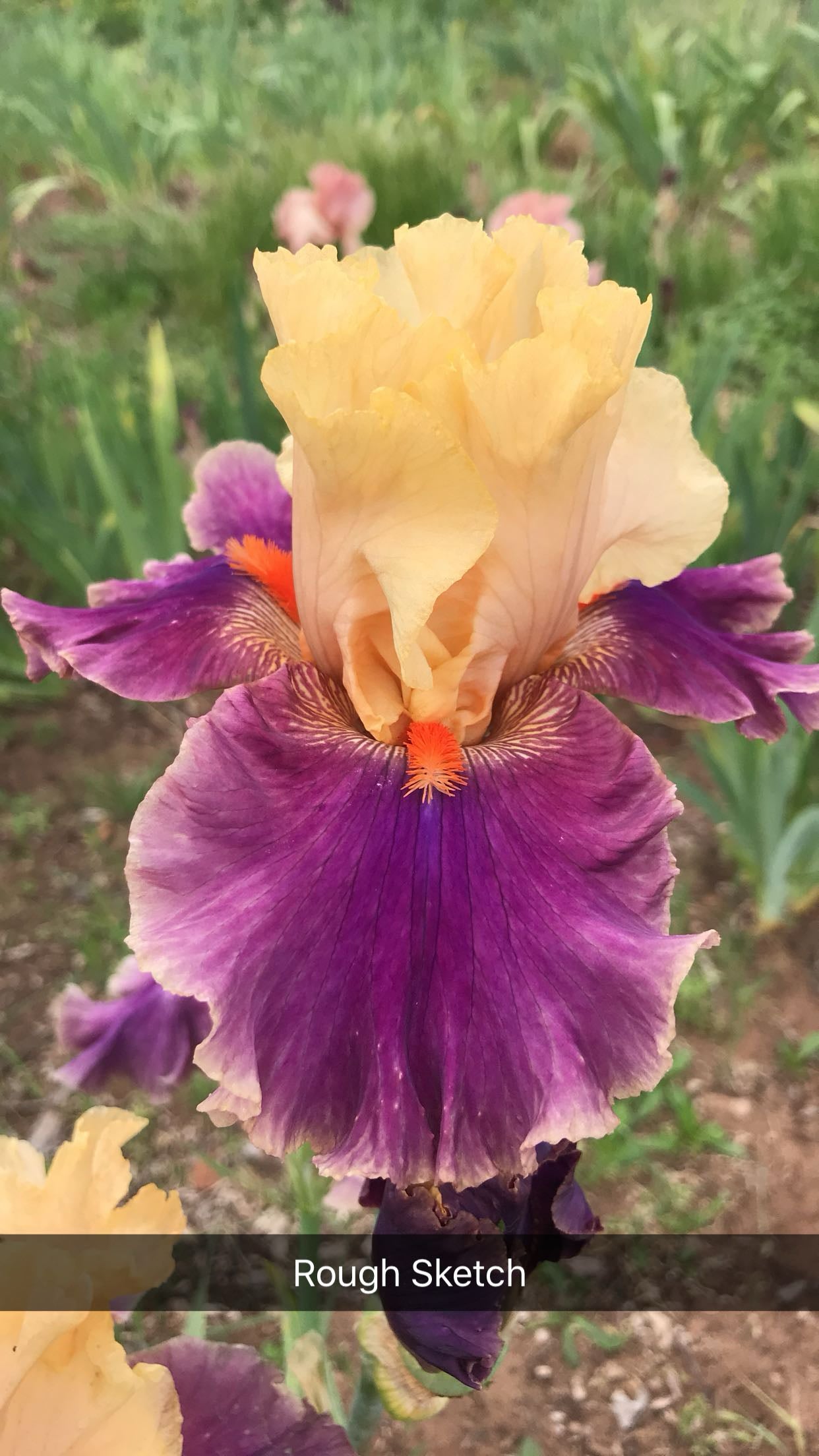 Rough Sketch - Tall bearded iris