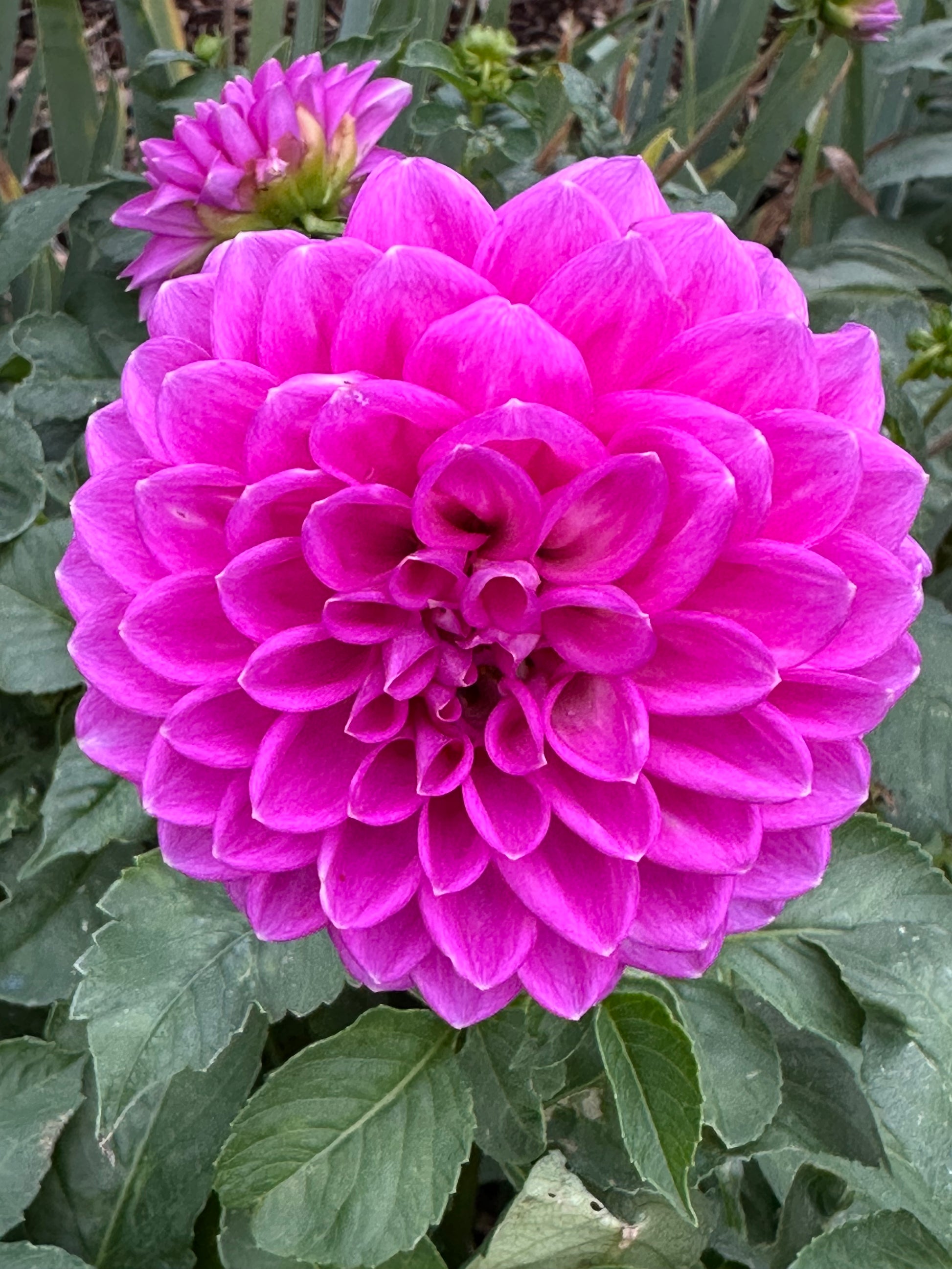 Dahlia 'Winkie Cavalier' Tuber