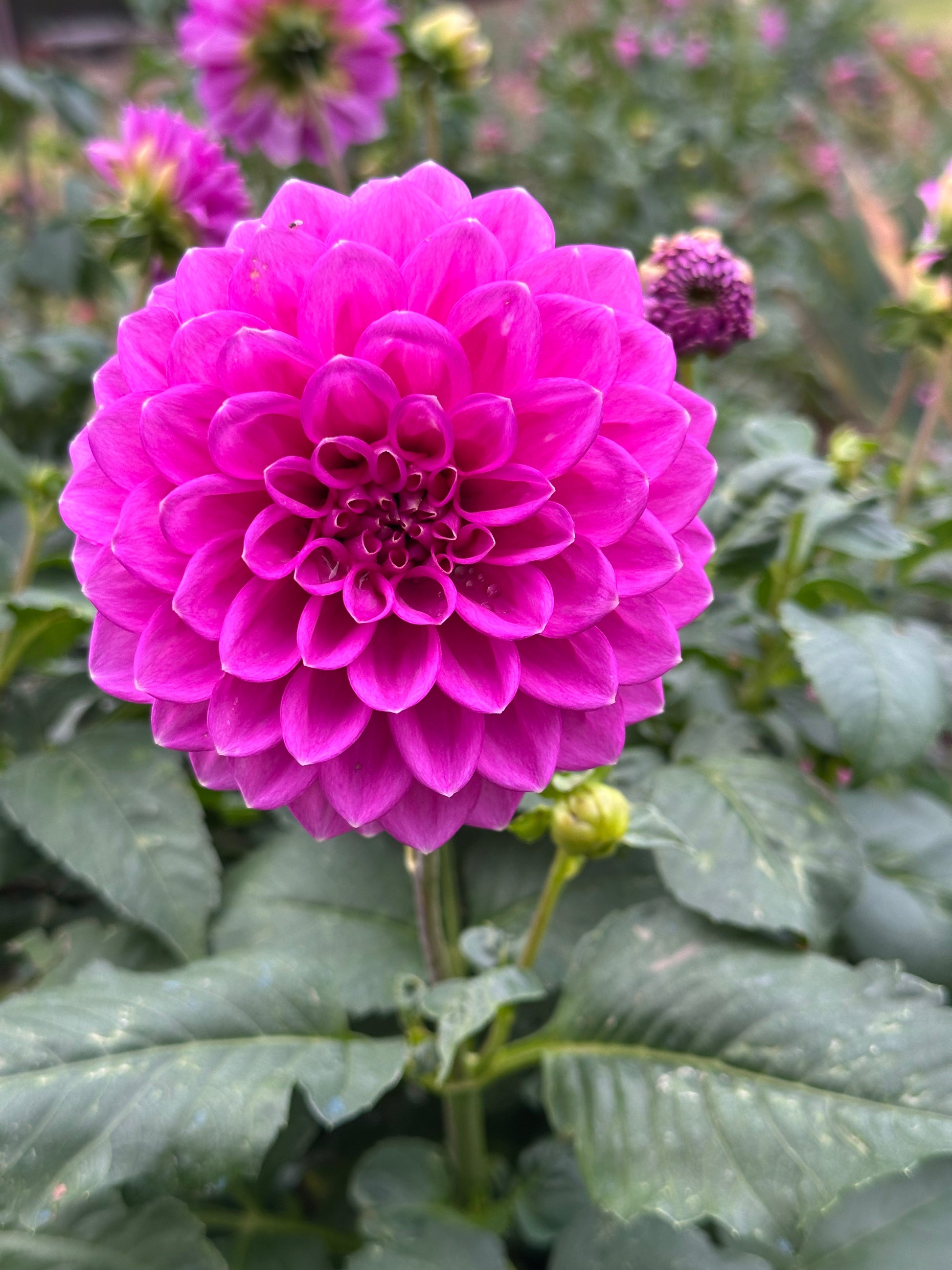 Dahlia 'Winkie Cavalier' Tuber
