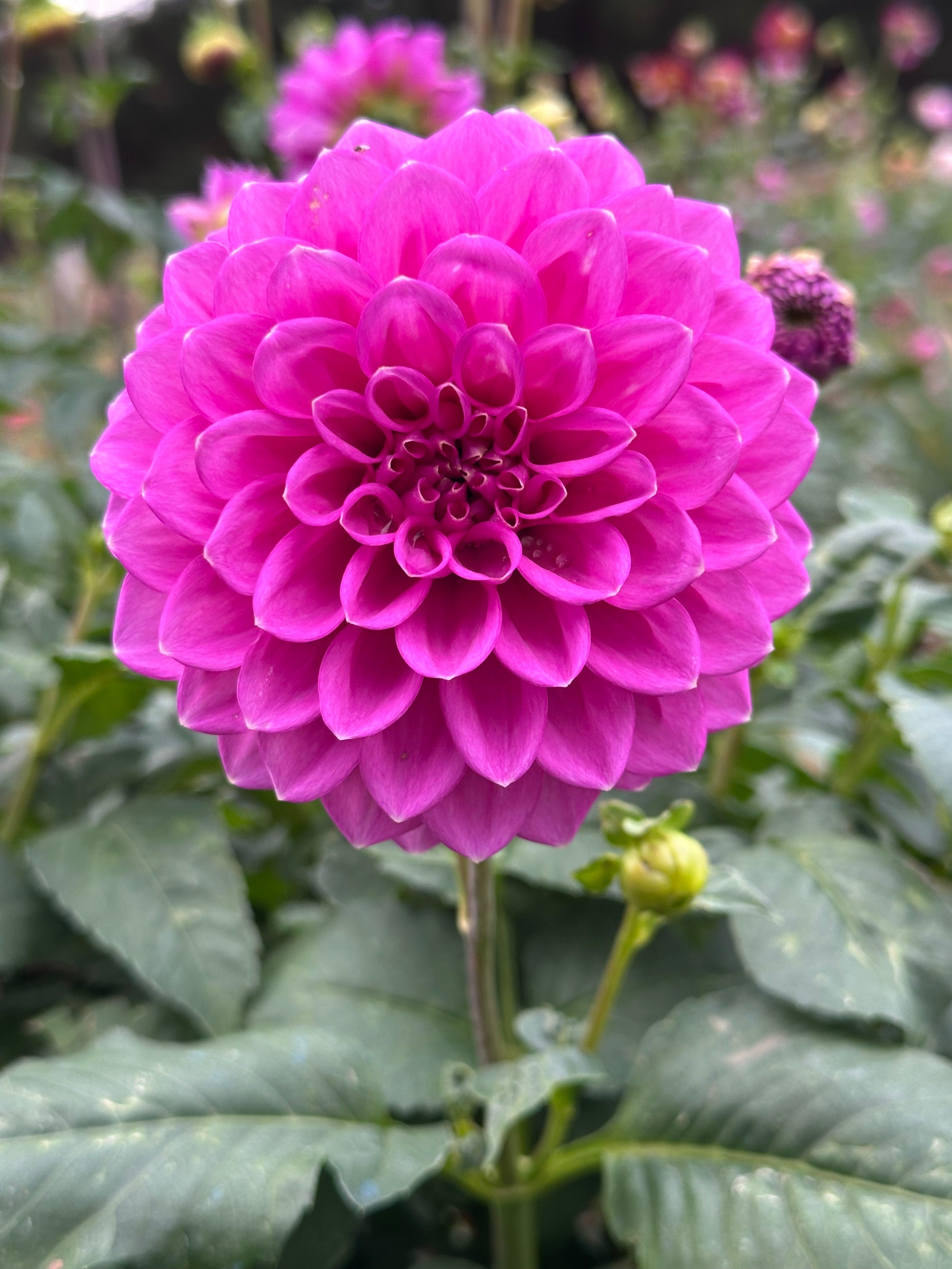 Dahlia 'Winkie Cavalier' Tuber