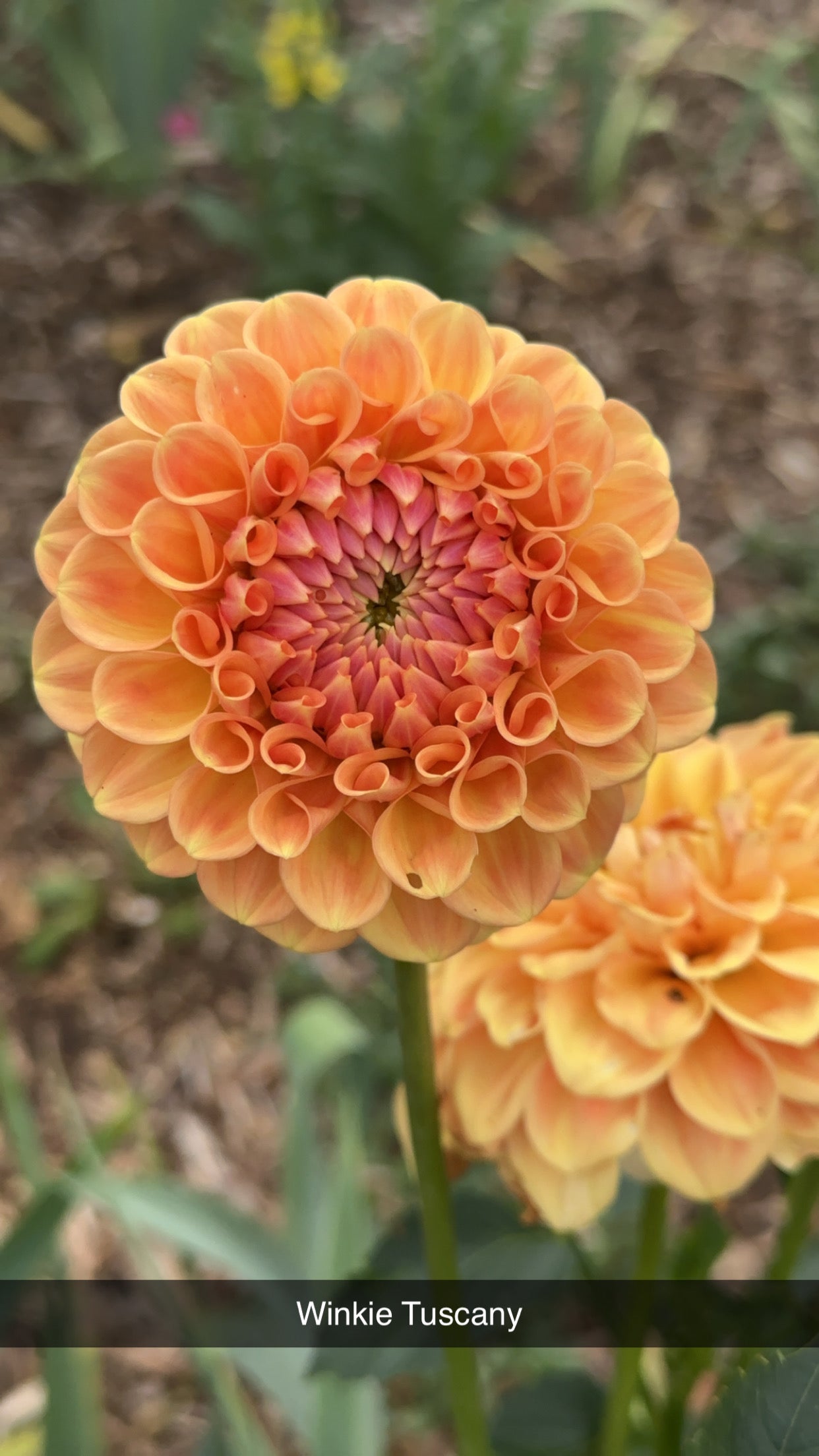 Dahlia 'Winkie Tuscany' Tuber