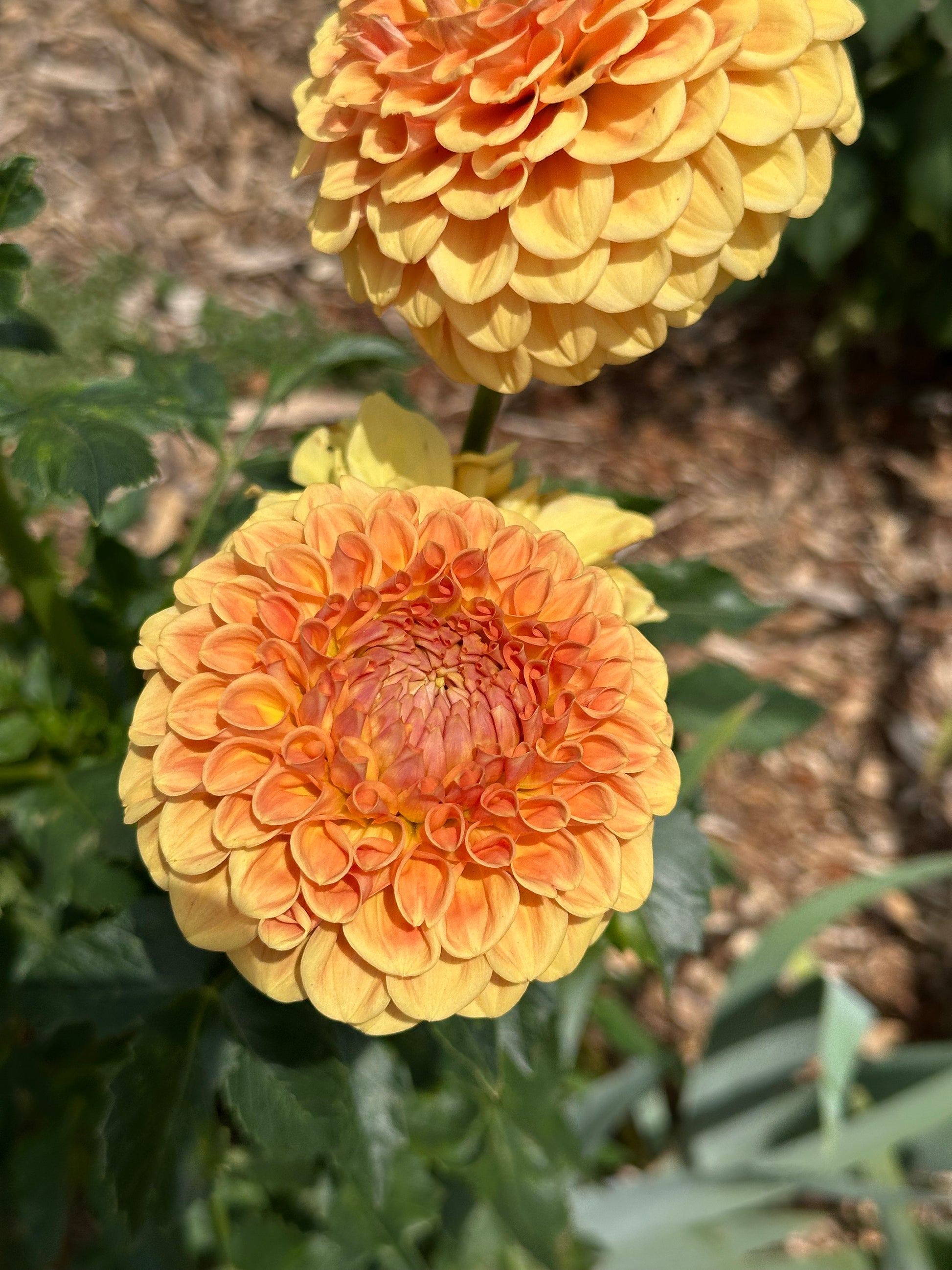 Dahlia 'Winkie Tuscany' Tuber