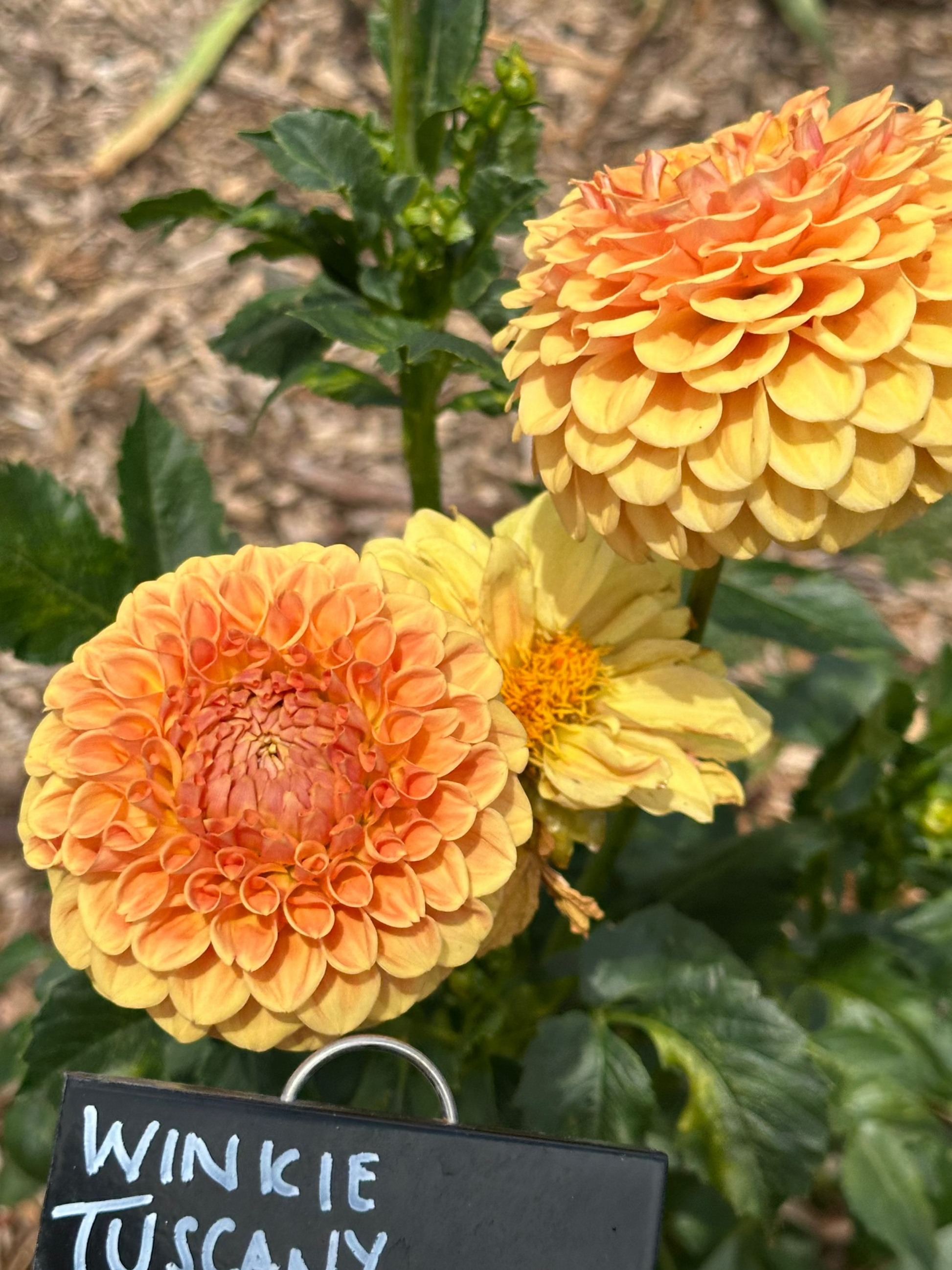 Dahlia 'Winkie Tuscany' Tuber