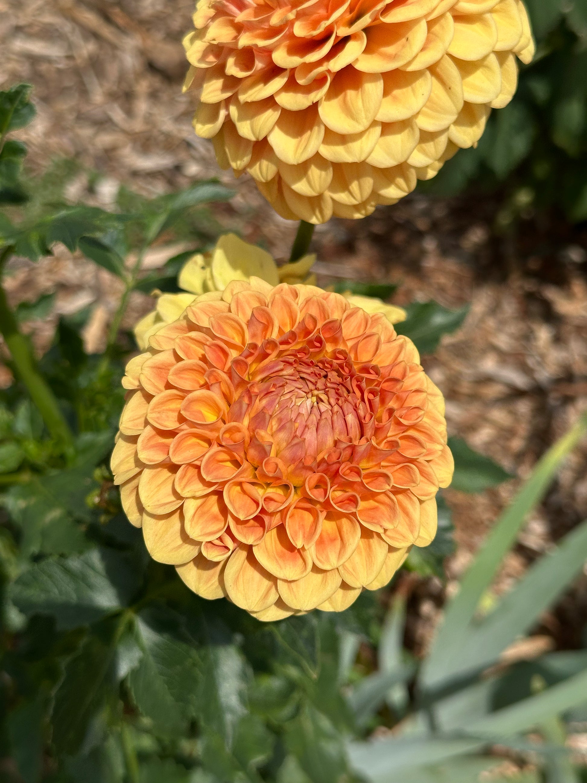 Dahlia 'Winkie Tuscany' Tuber