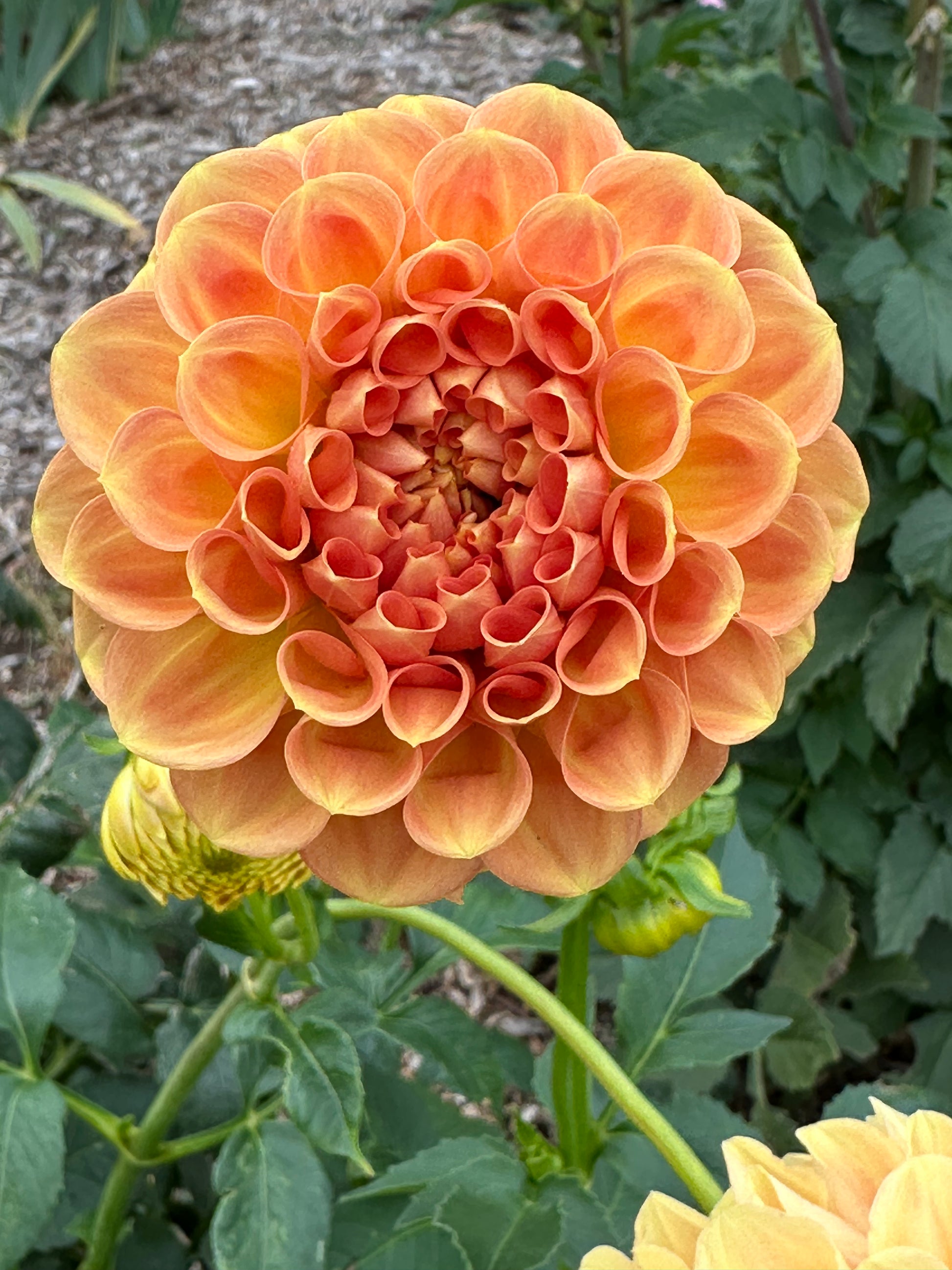 Dahlia 'Winkie Tuscany' Tuber
