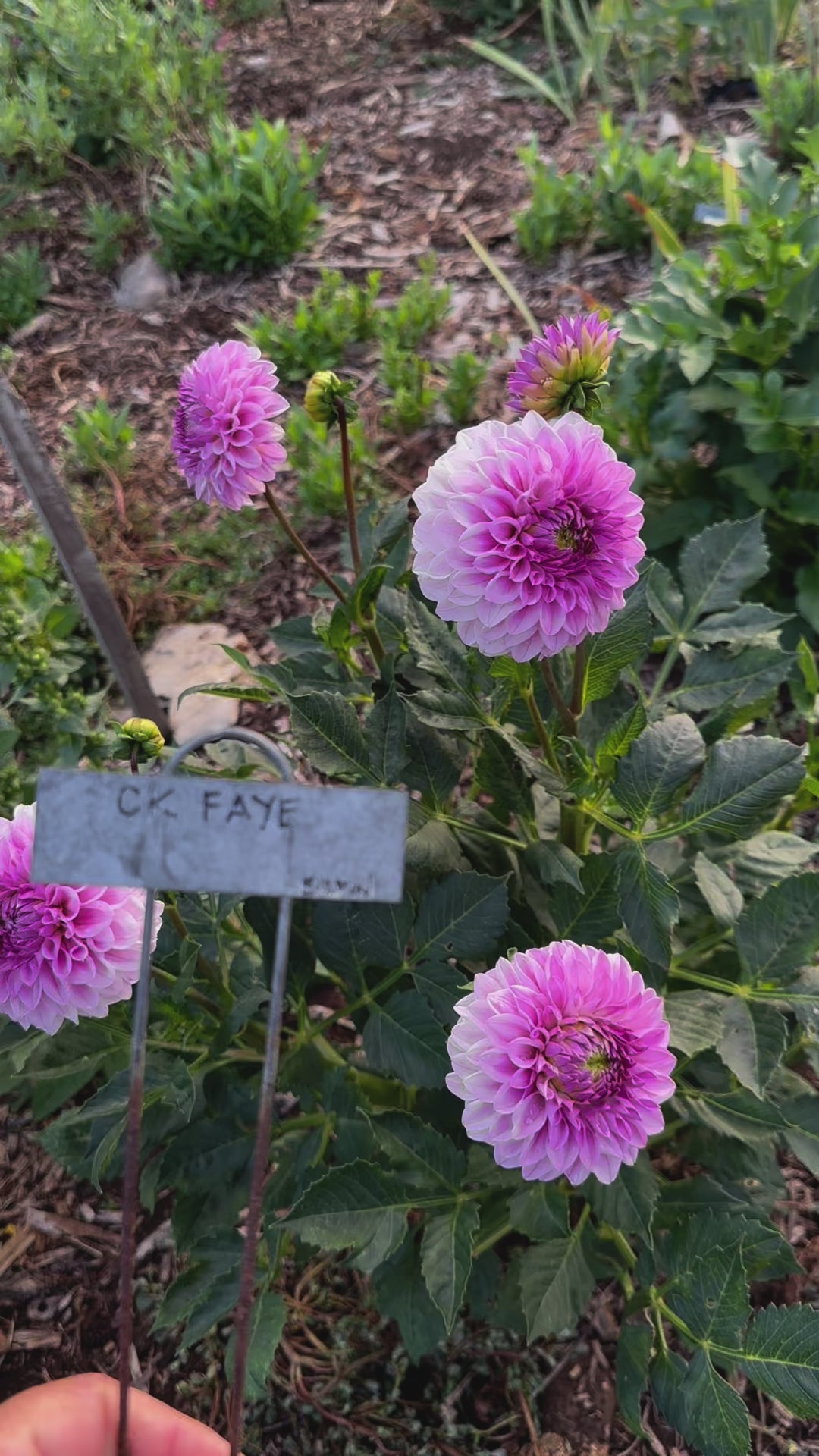 Dahlia 'CK Faye' Tuber