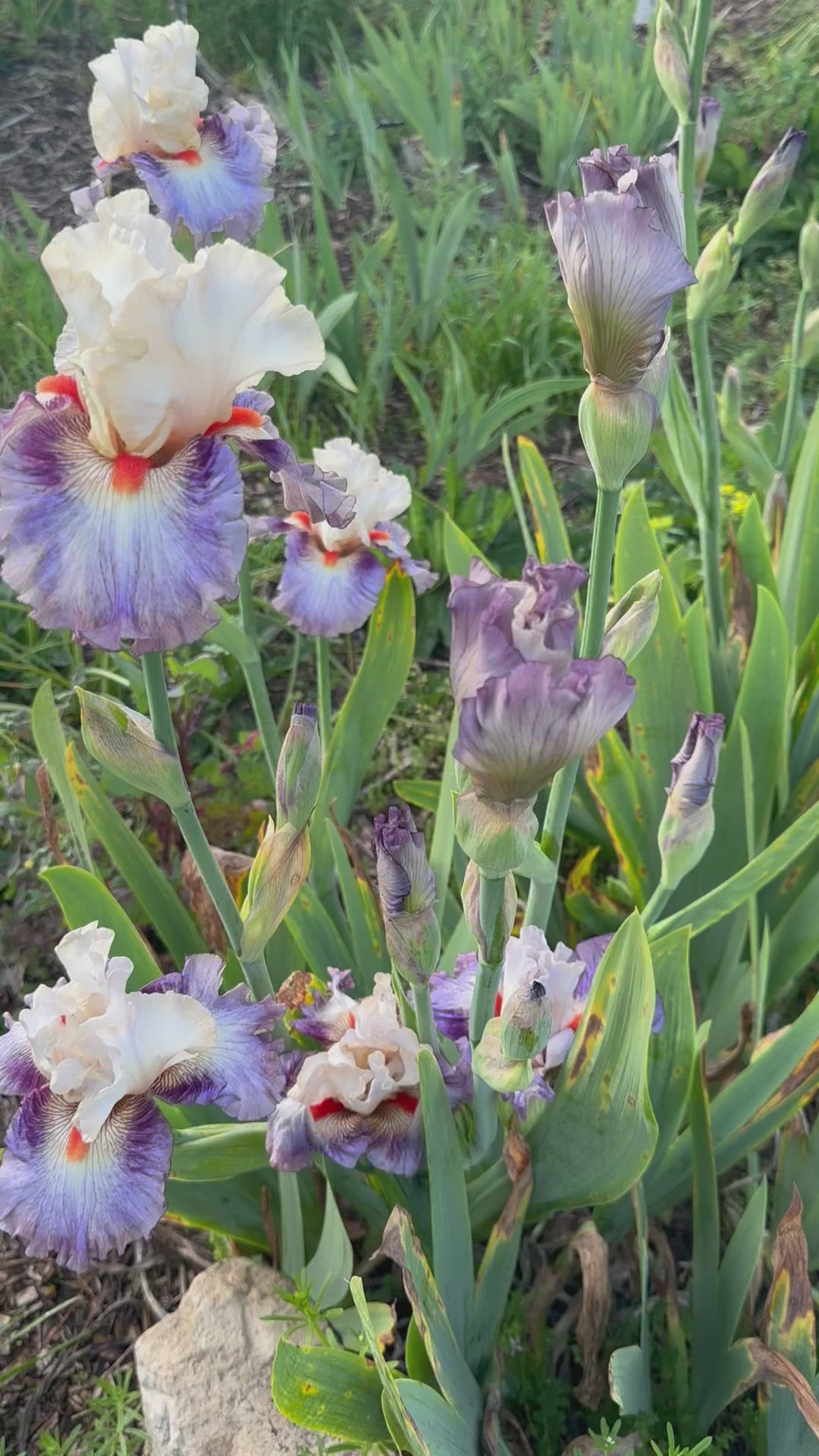 Tango Express - Tall Bearded Iris