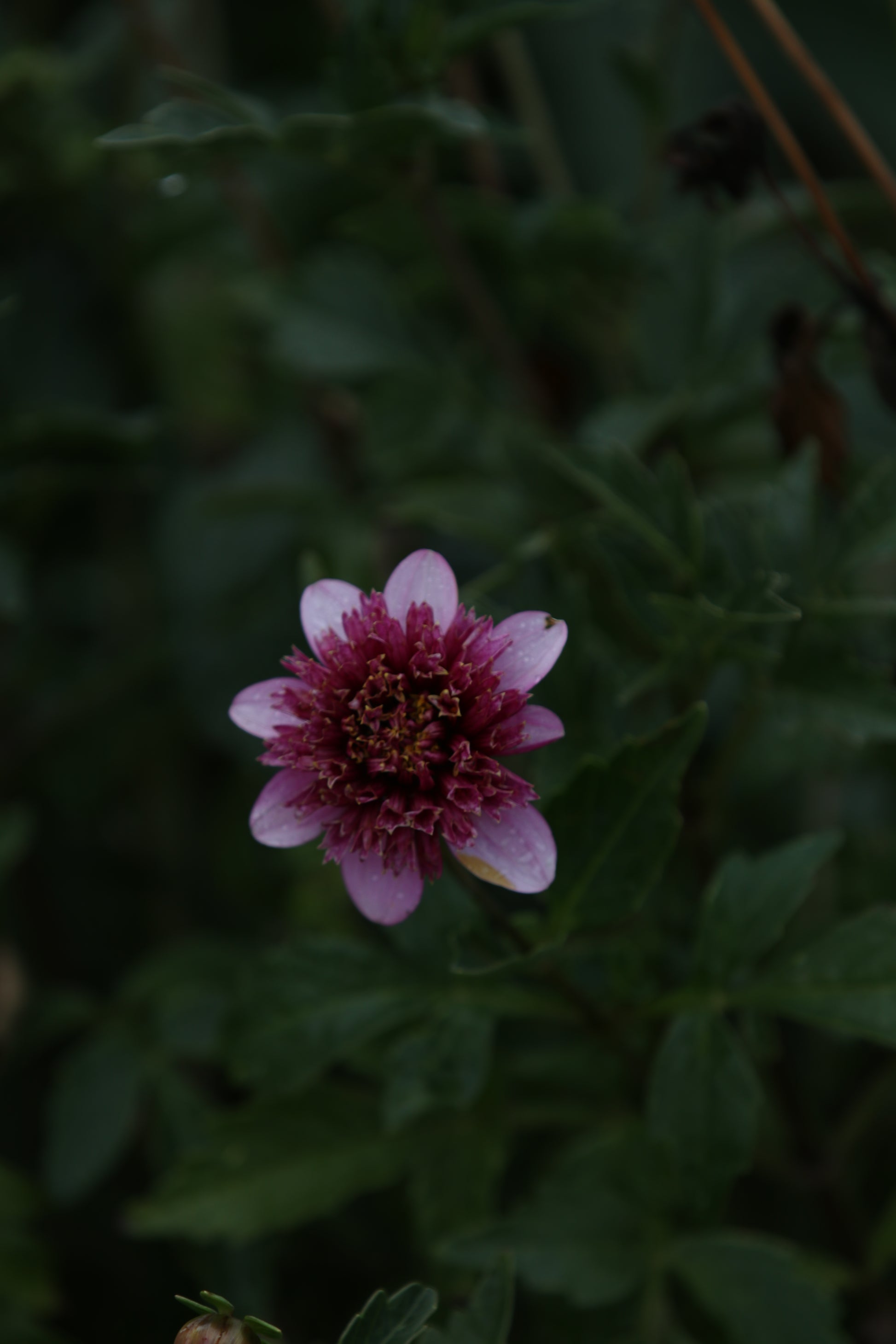 Dahlia 'Purex' Tuber