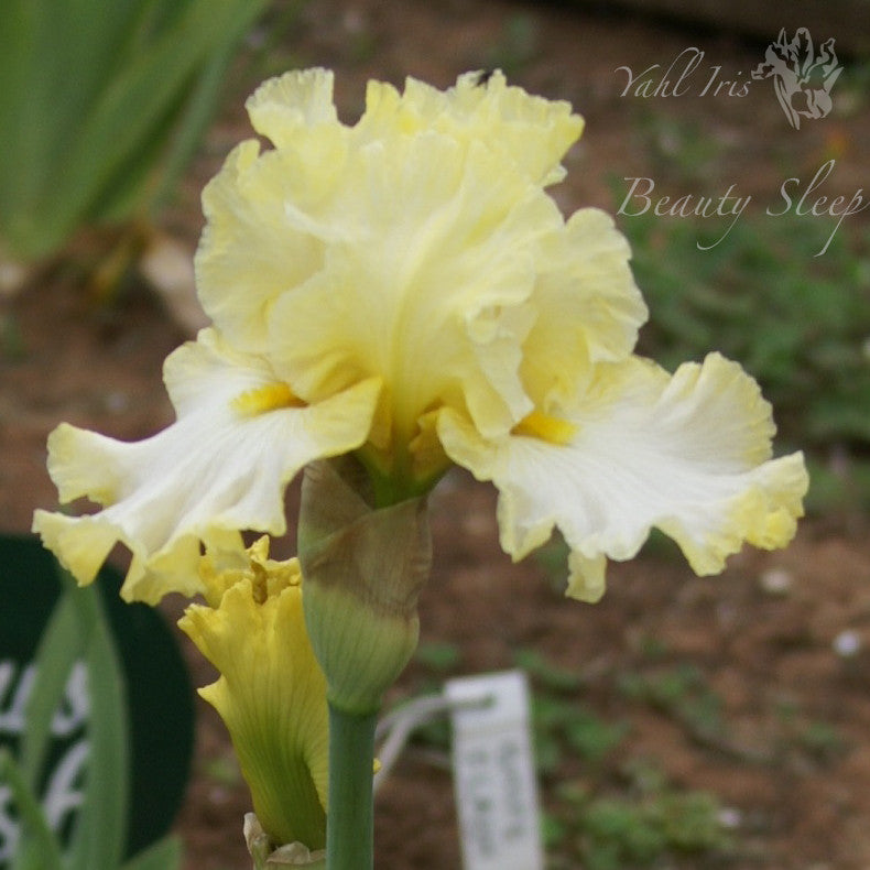 Beauty Sleep - Tall Bearded Iris