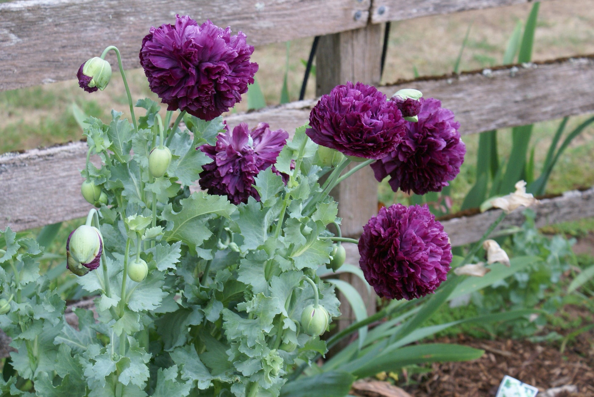 SEEDS - Purple Peony Poppy - Papaver peoniflorum - 1 Packet of seeds
