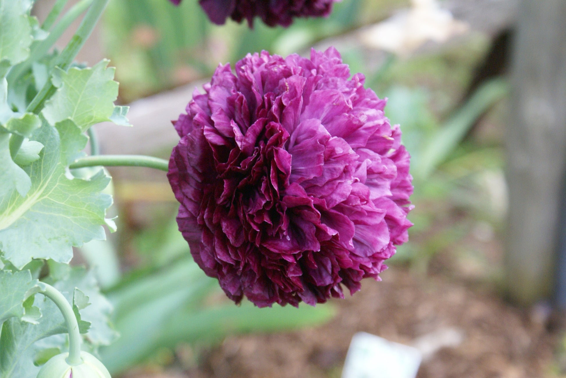 SEEDS - Purple Peony Poppy - Papaver peoniflorum - 1 Packet of seeds