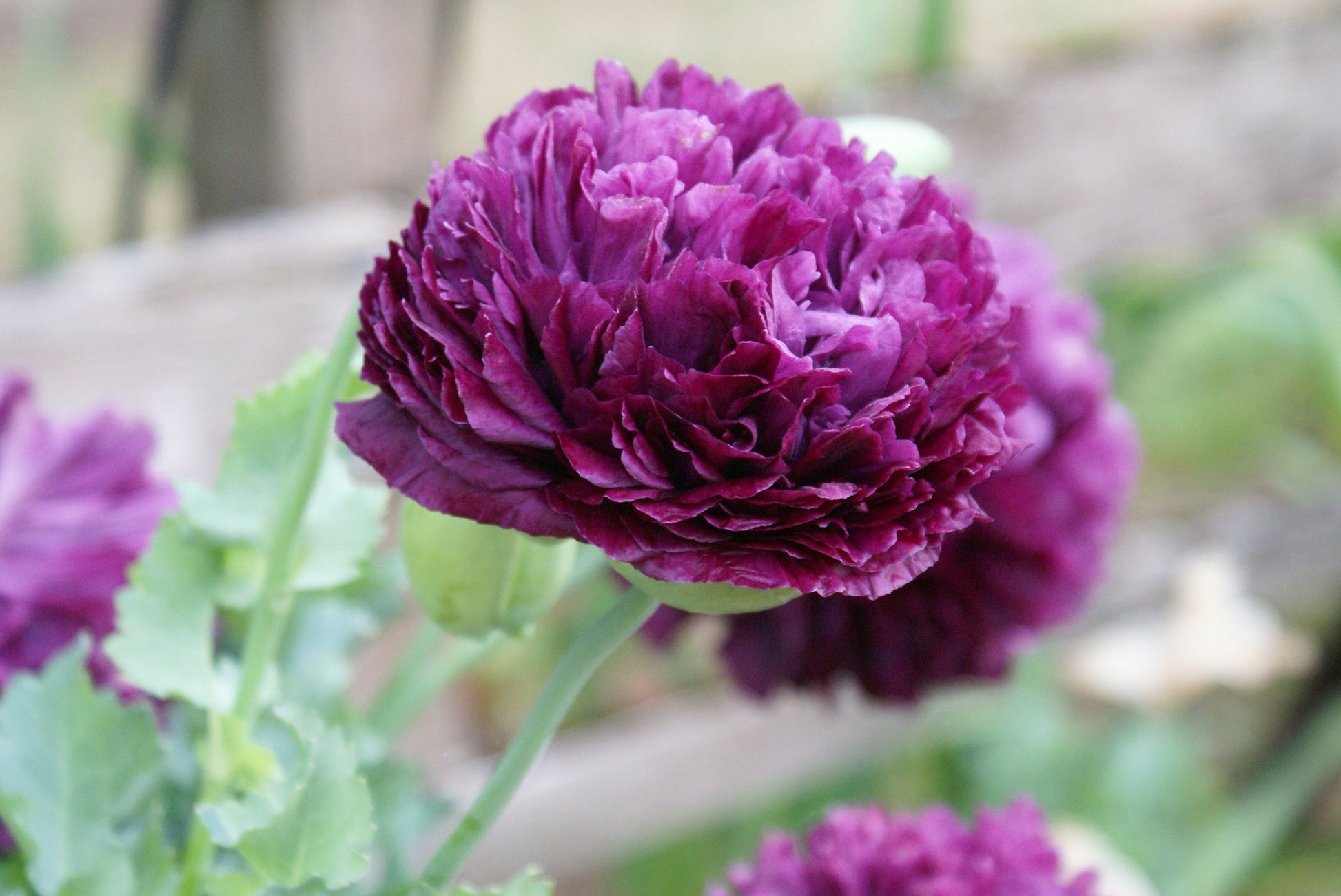 SEEDS - Purple Peony Poppy - Papaver peoniflorum - 1 Packet of seeds