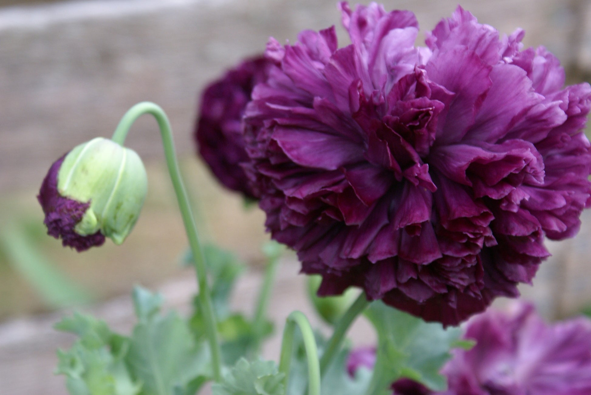 SEEDS - Purple Peony Poppy - Papaver peoniflorum - 1 Packet of seeds