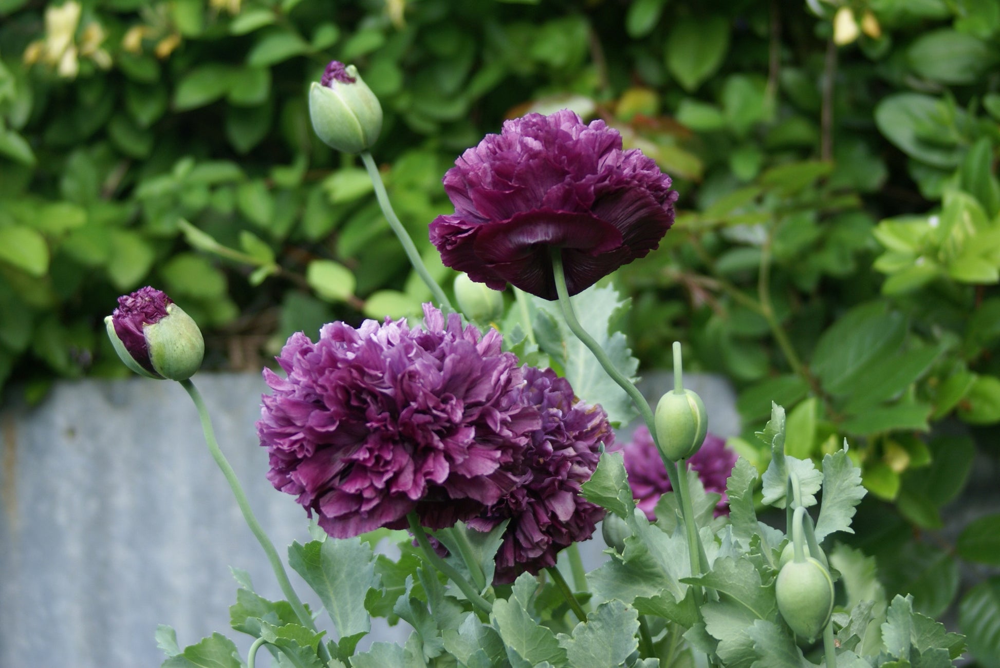 SEEDS - Purple Peony Poppy - Papaver peoniflorum - 1 Packet of seeds