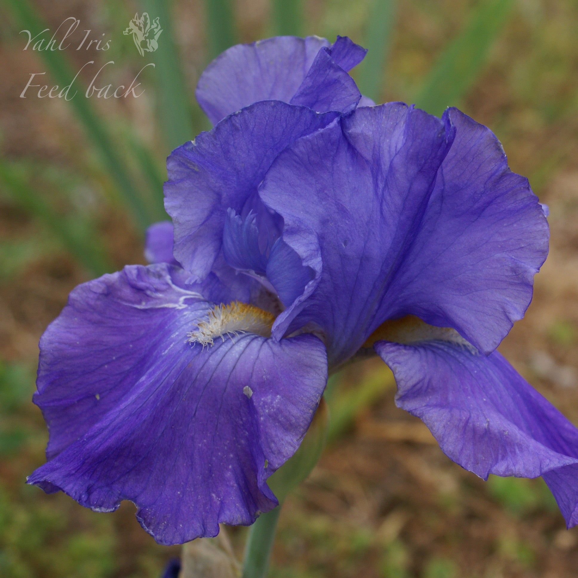 Feed Back - Tall Bearded Iris