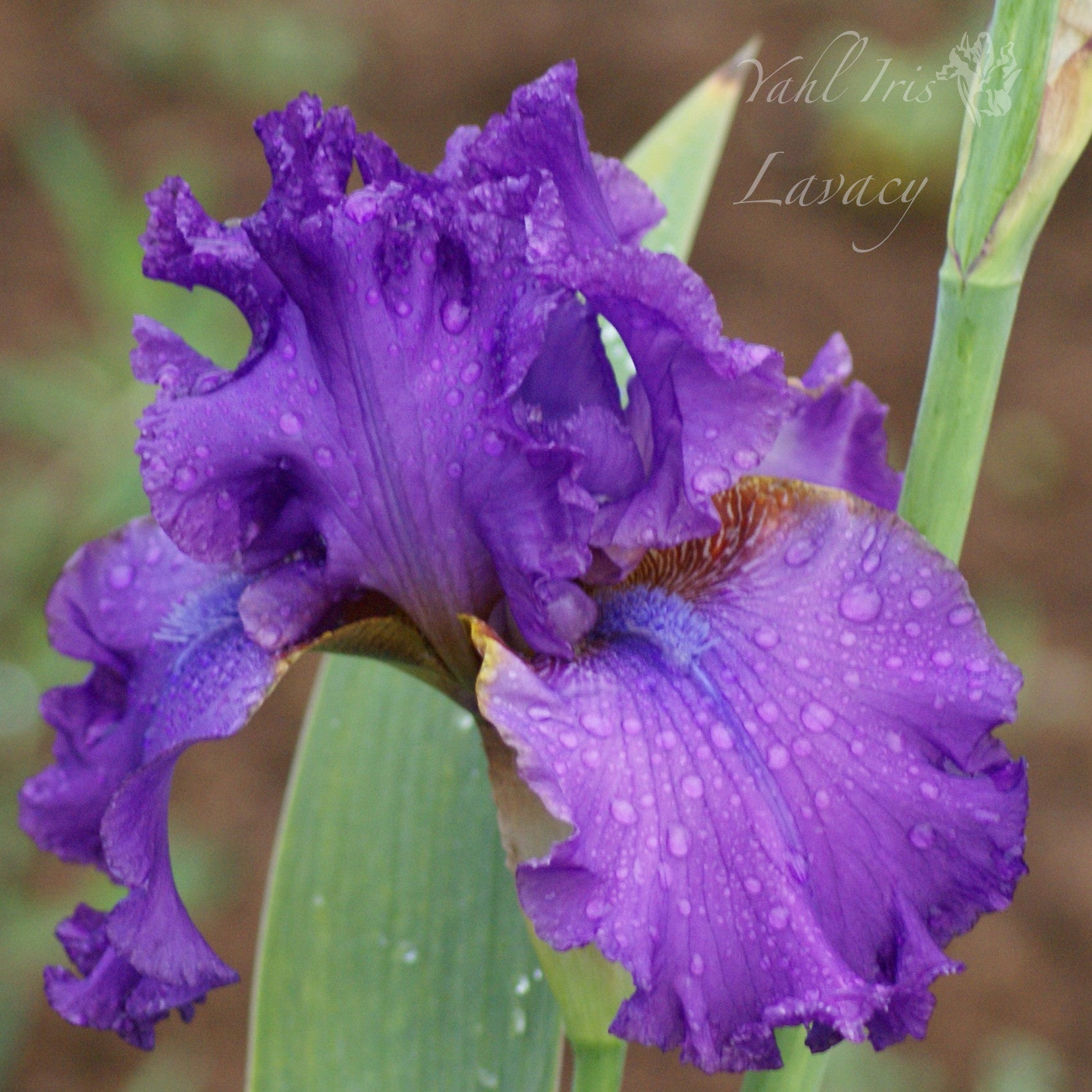 Lavacy - Tall bearded iris