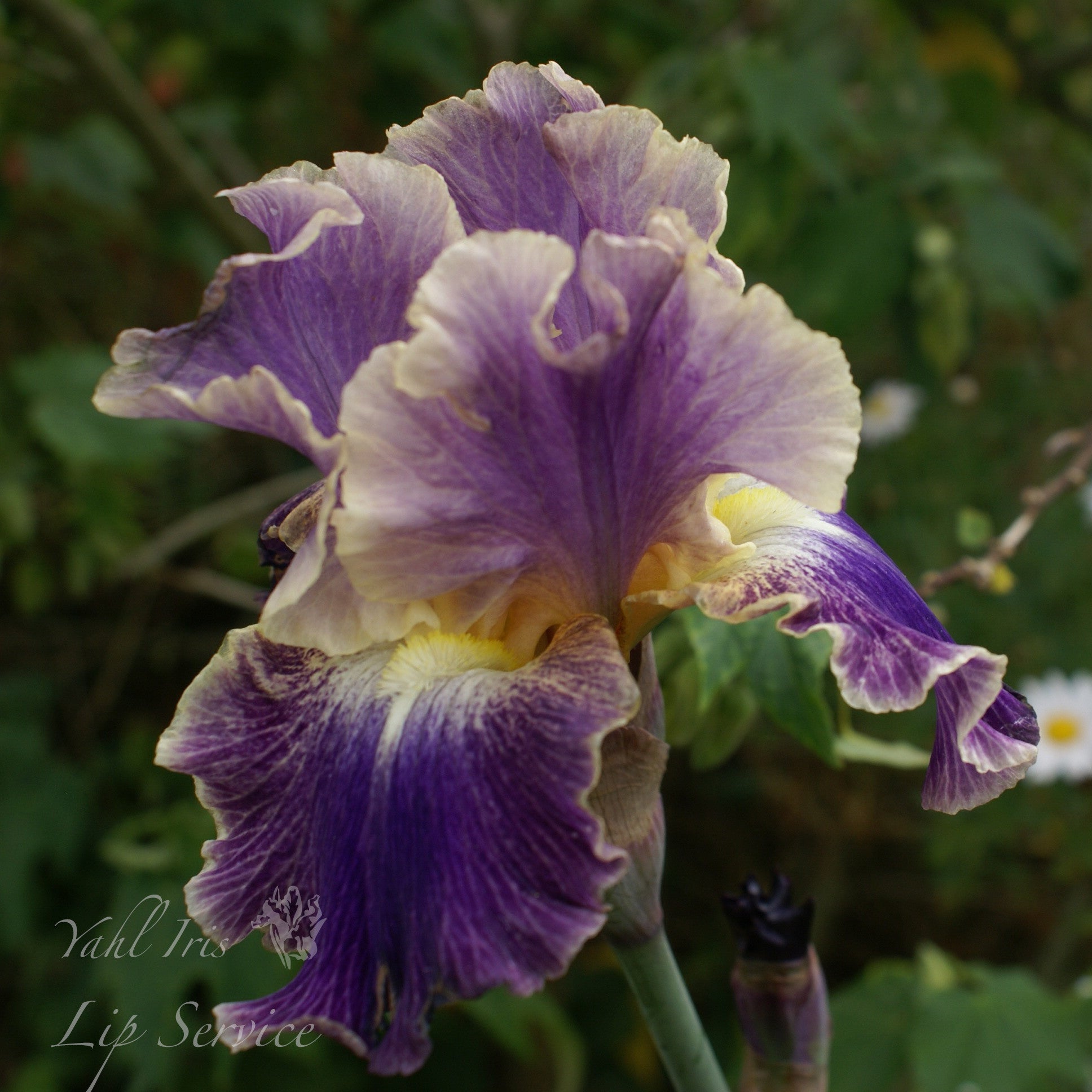 Lip Service - Tall bearded iris