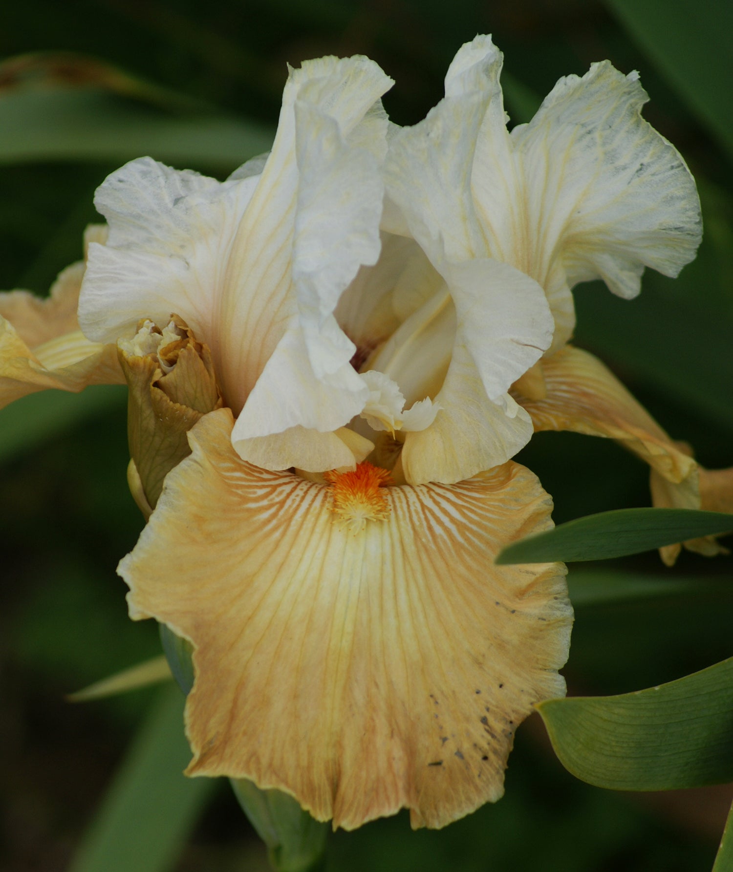 Oriental Alabaster - Tall bearded iris