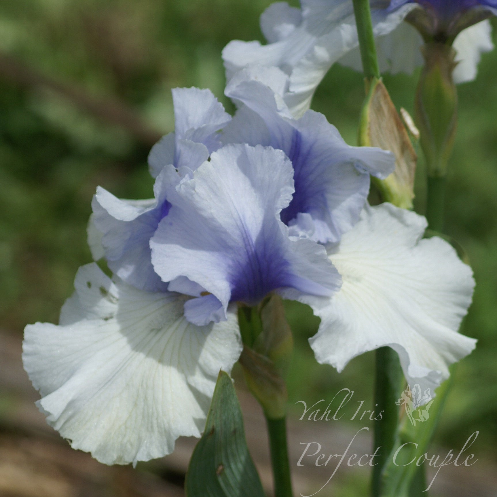 Perfect Couple - Tall bearded iris
