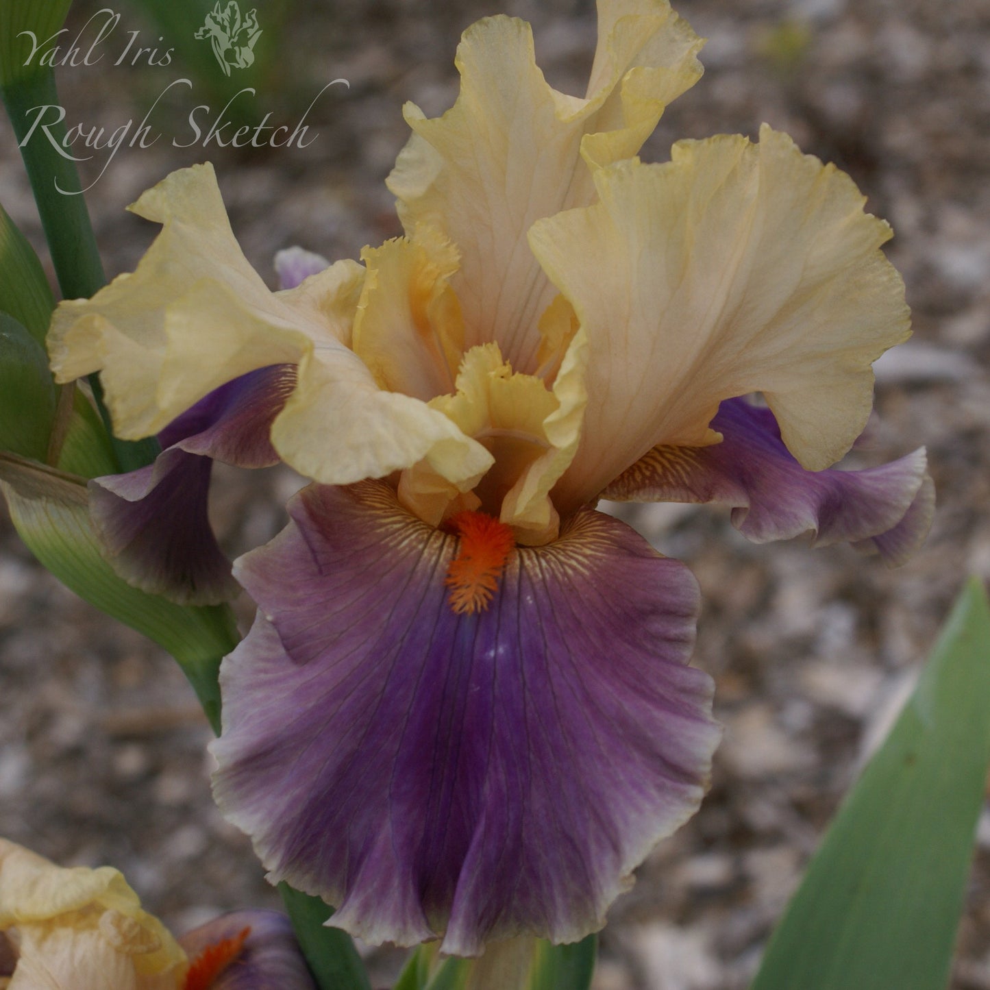 Rough Sketch - Tall bearded iris