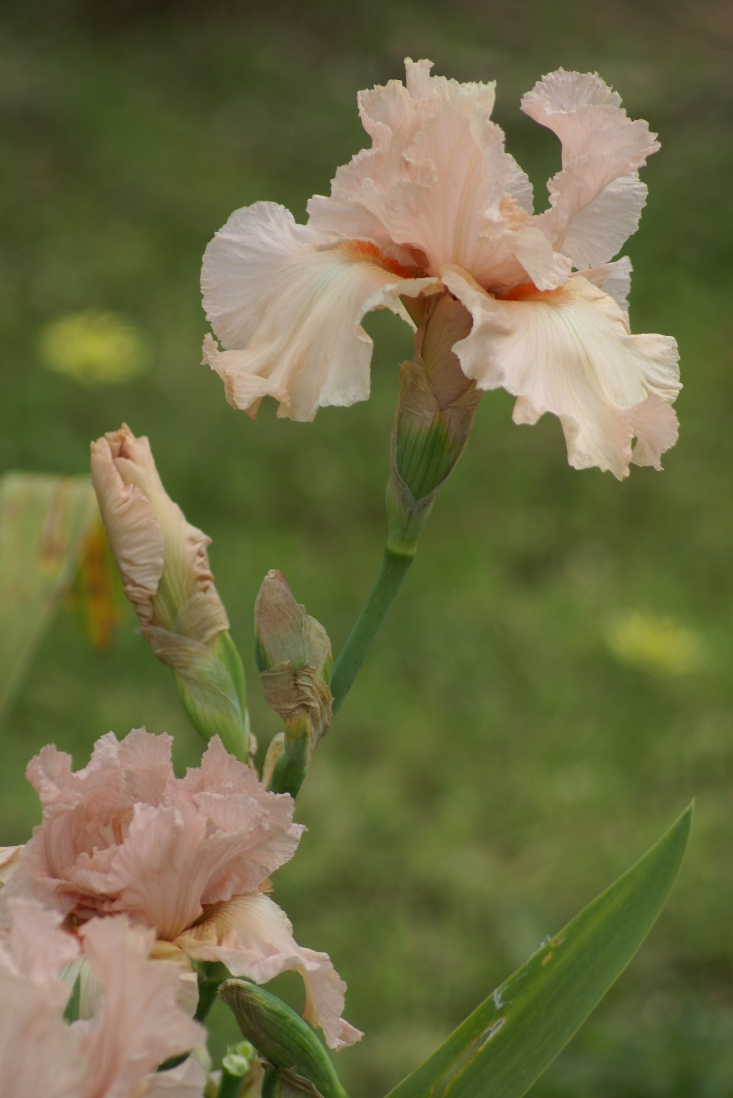 Starfrost Pink - Tall bearded iris