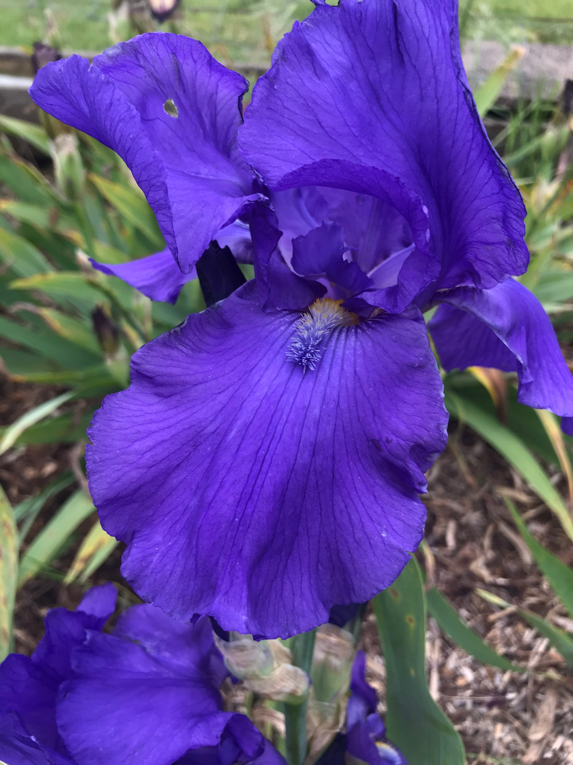 Unknown Name 11 - Tall bearded iris