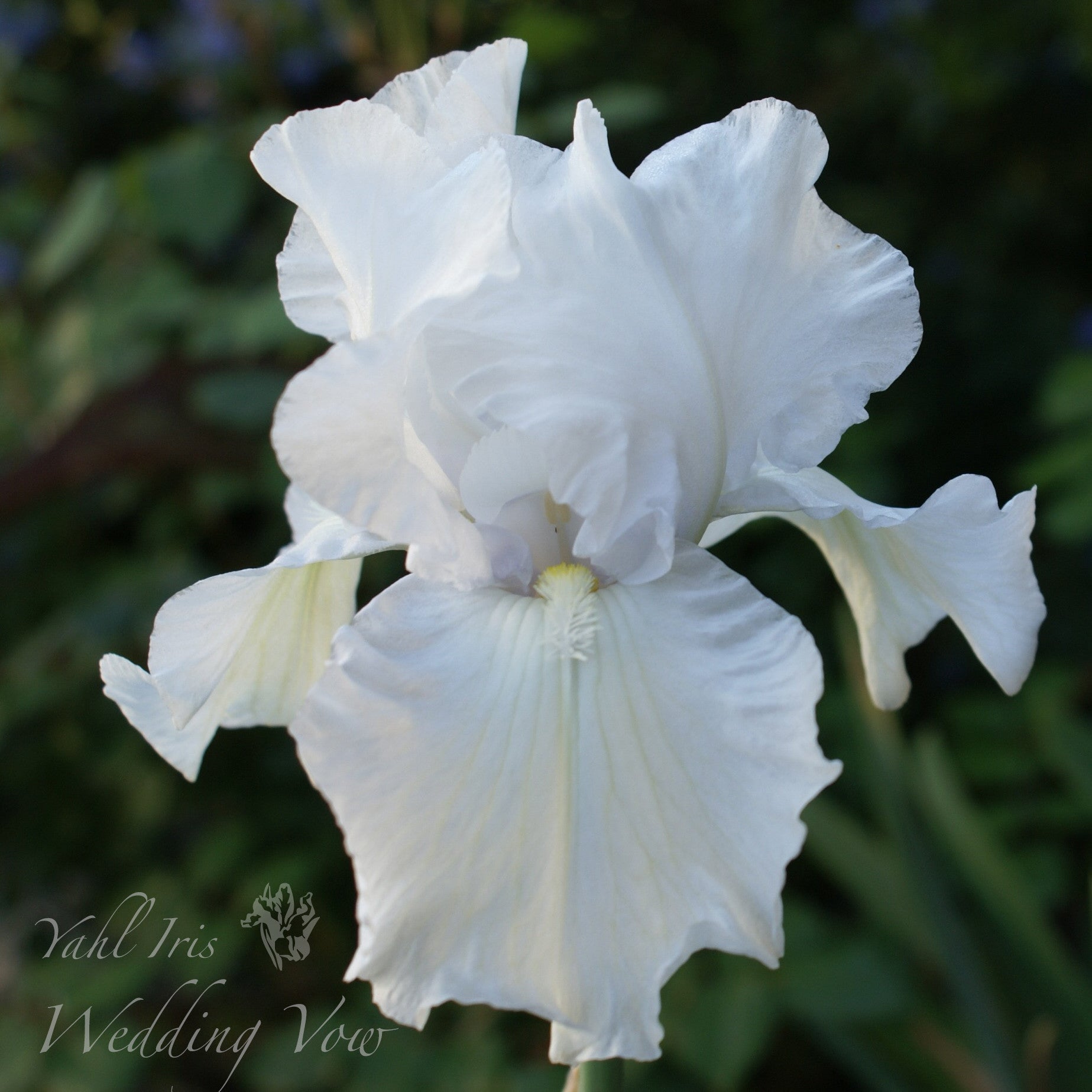 Wedding Vow - Tall bearded iris